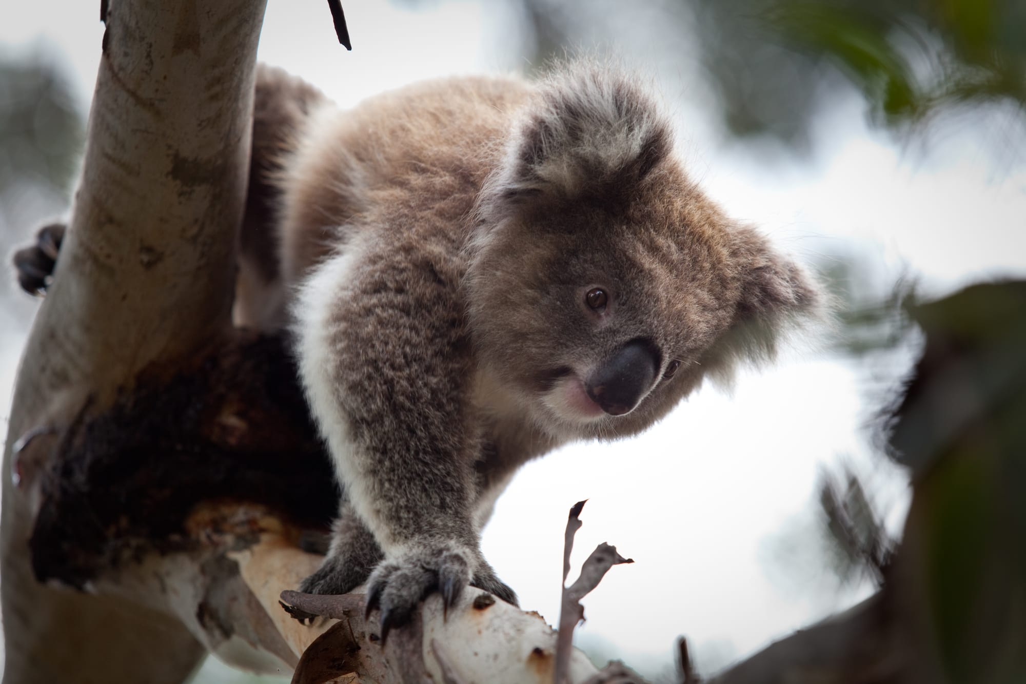 Island’s koala population racing to zero