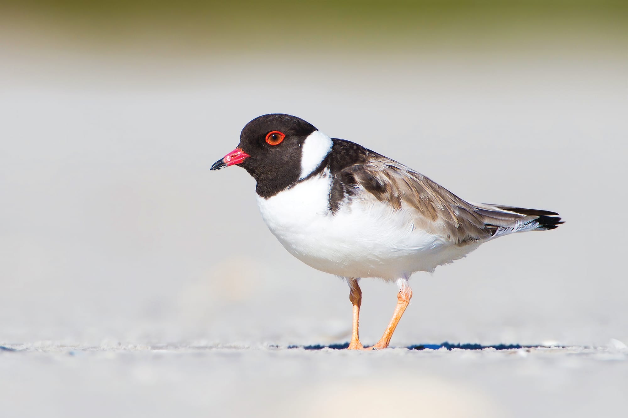 Socialise and save our seabirds