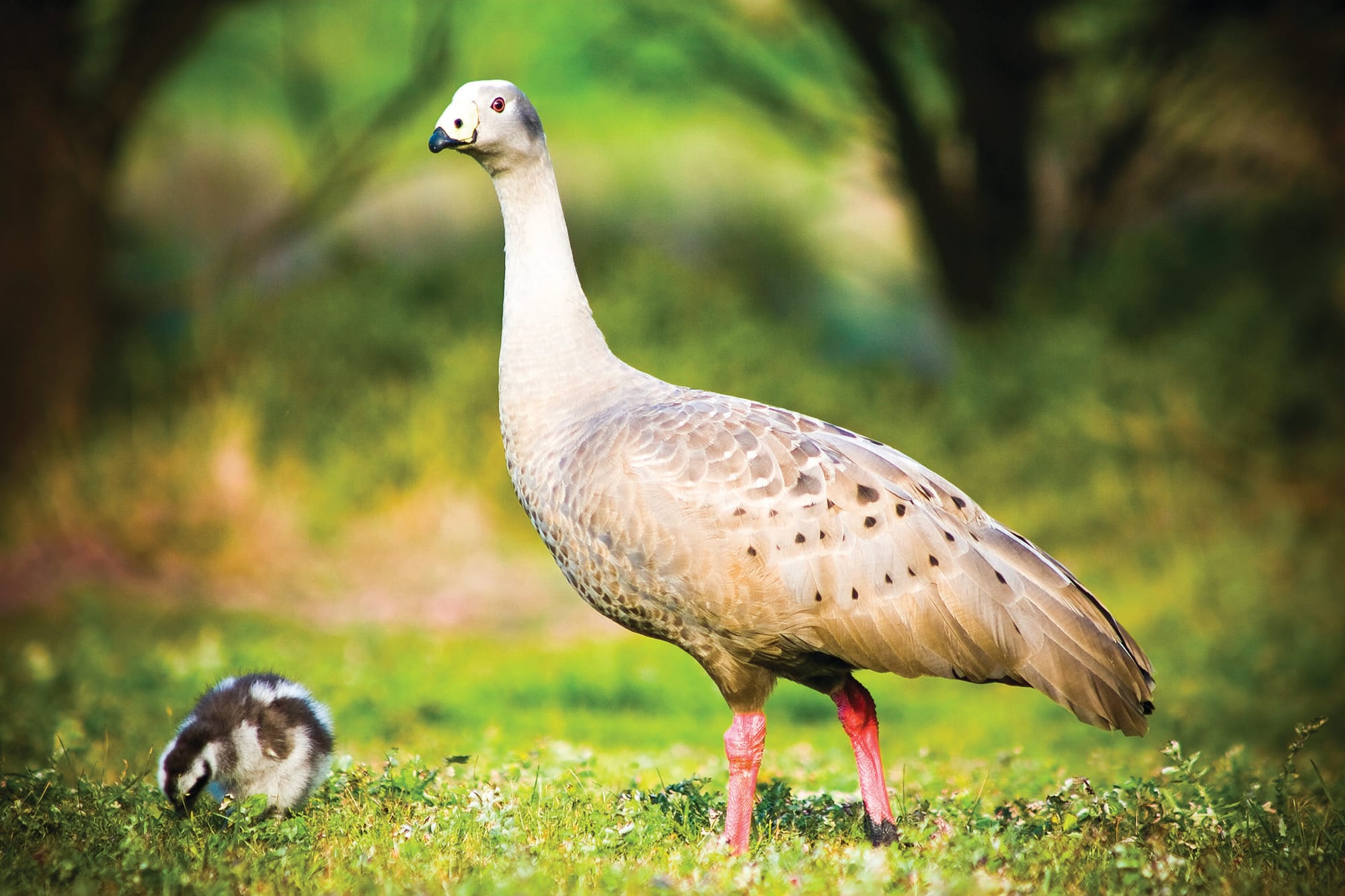 Lethal goose control data released