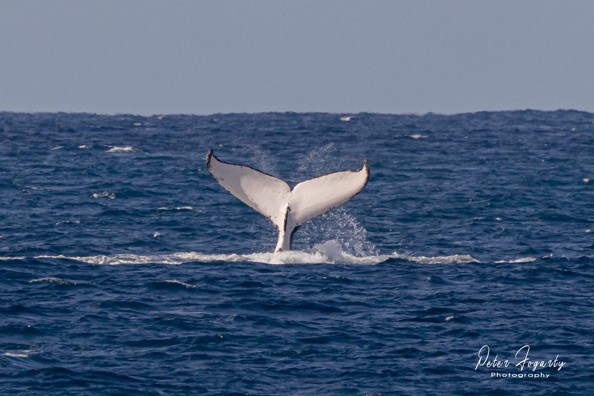 Photographing whale tails is no fluke