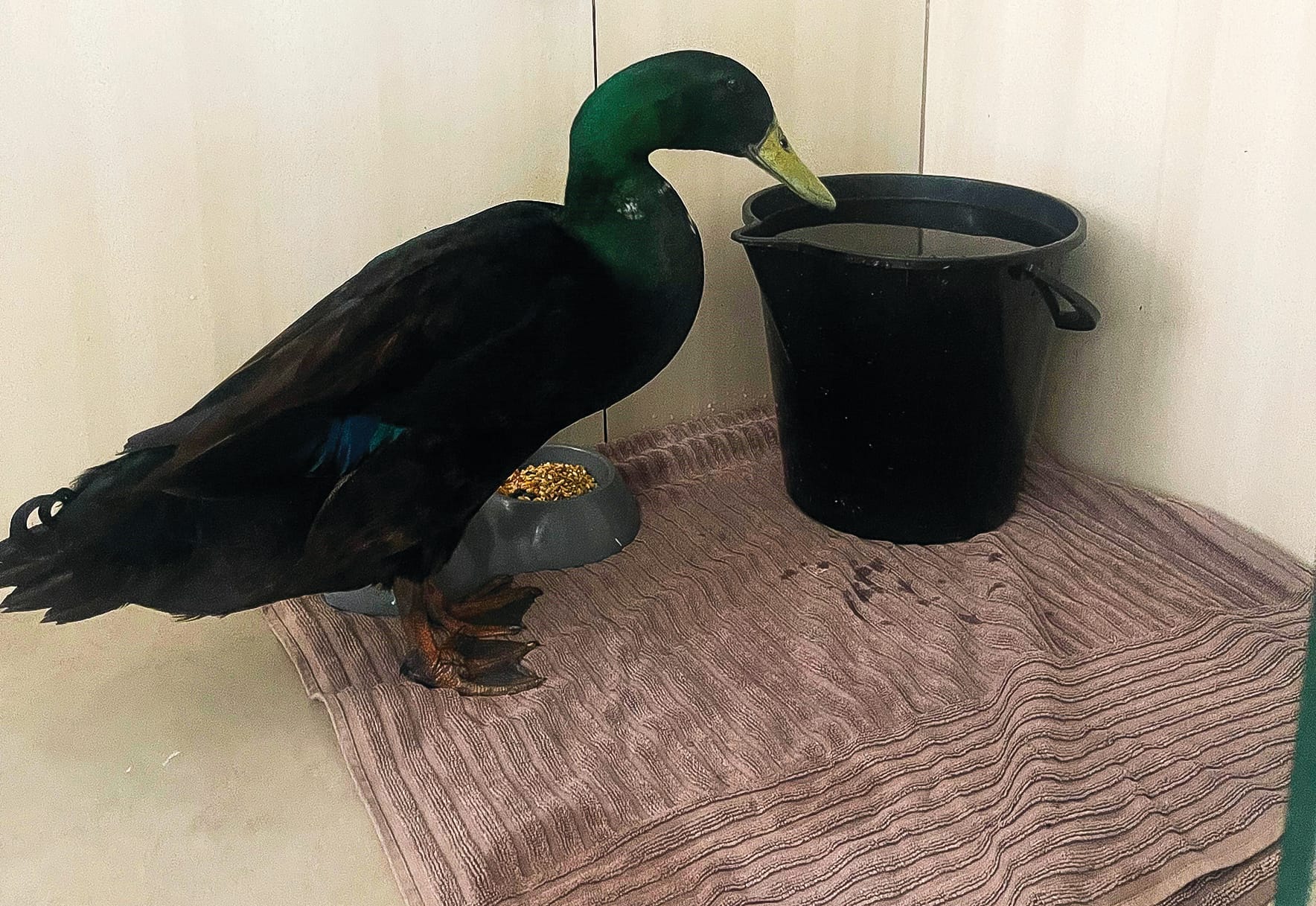 Surgery saves Mr Quackers
