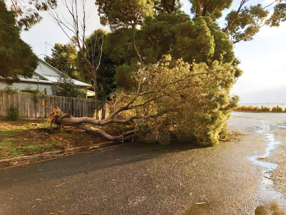 Trees down after weekend of wind and rain