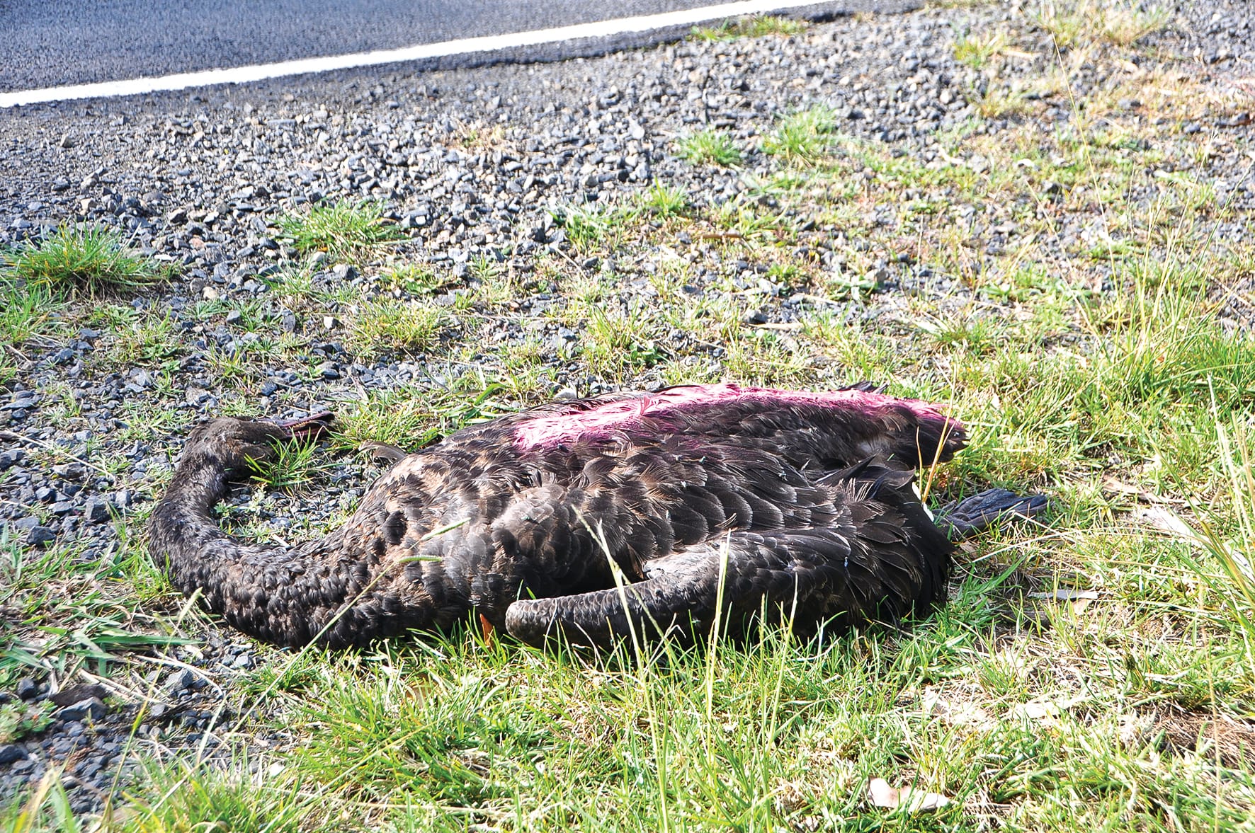 Accident with wildlife? Call it in