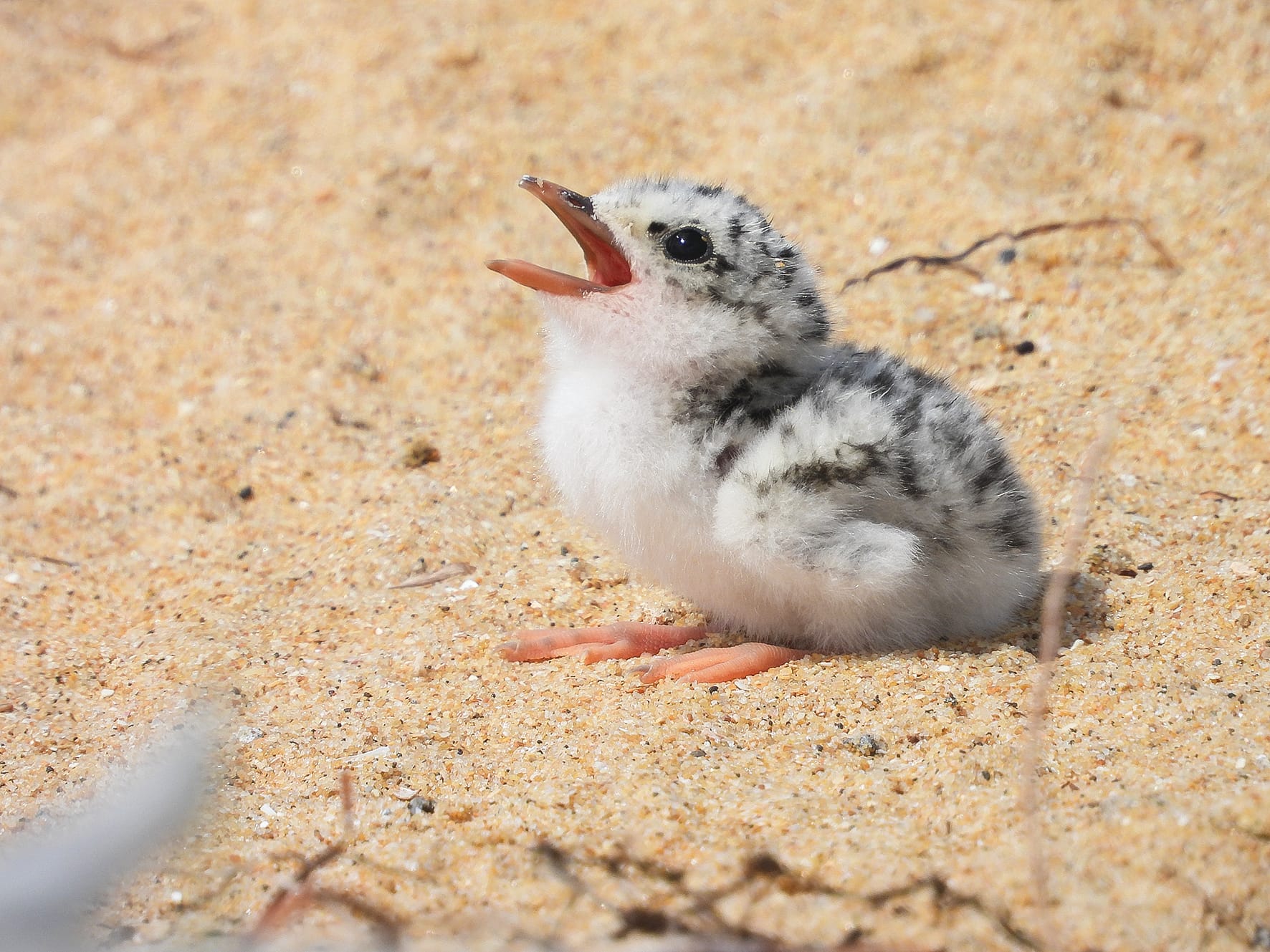 Fortune terns for threatened species