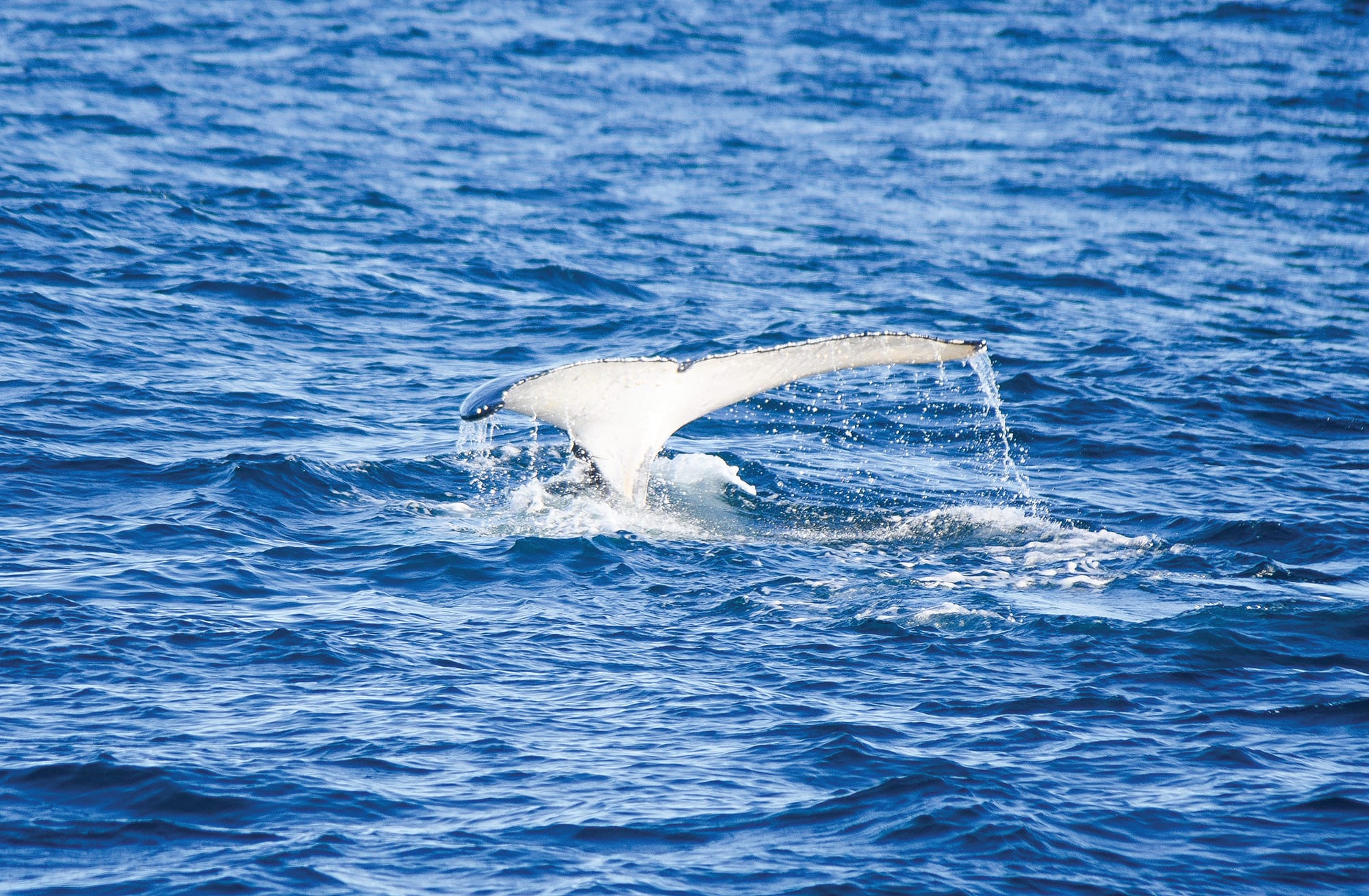 Start of the whale season