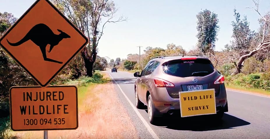 Double blow for roadkill