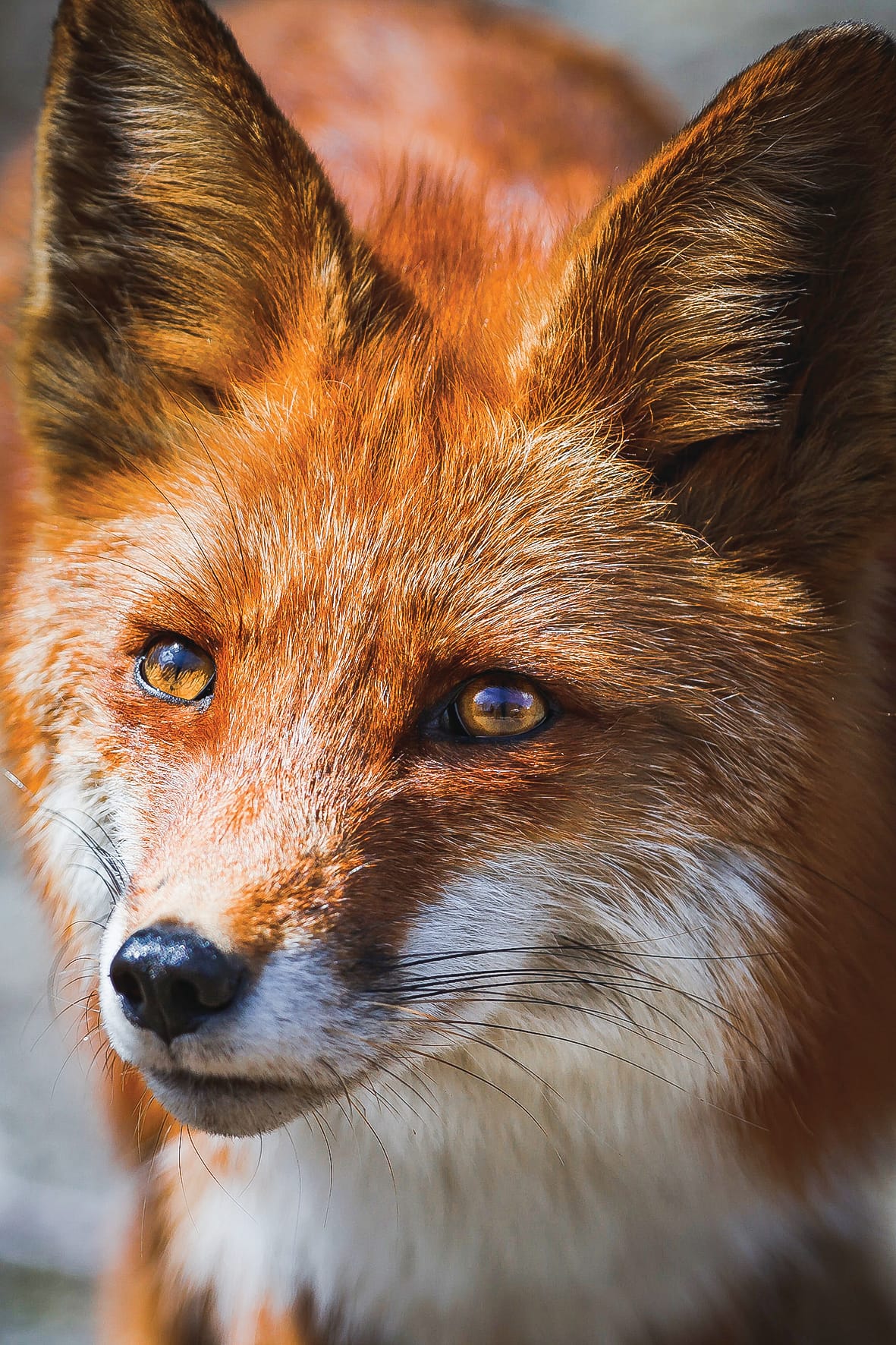 Fox cunning or hare-brained?