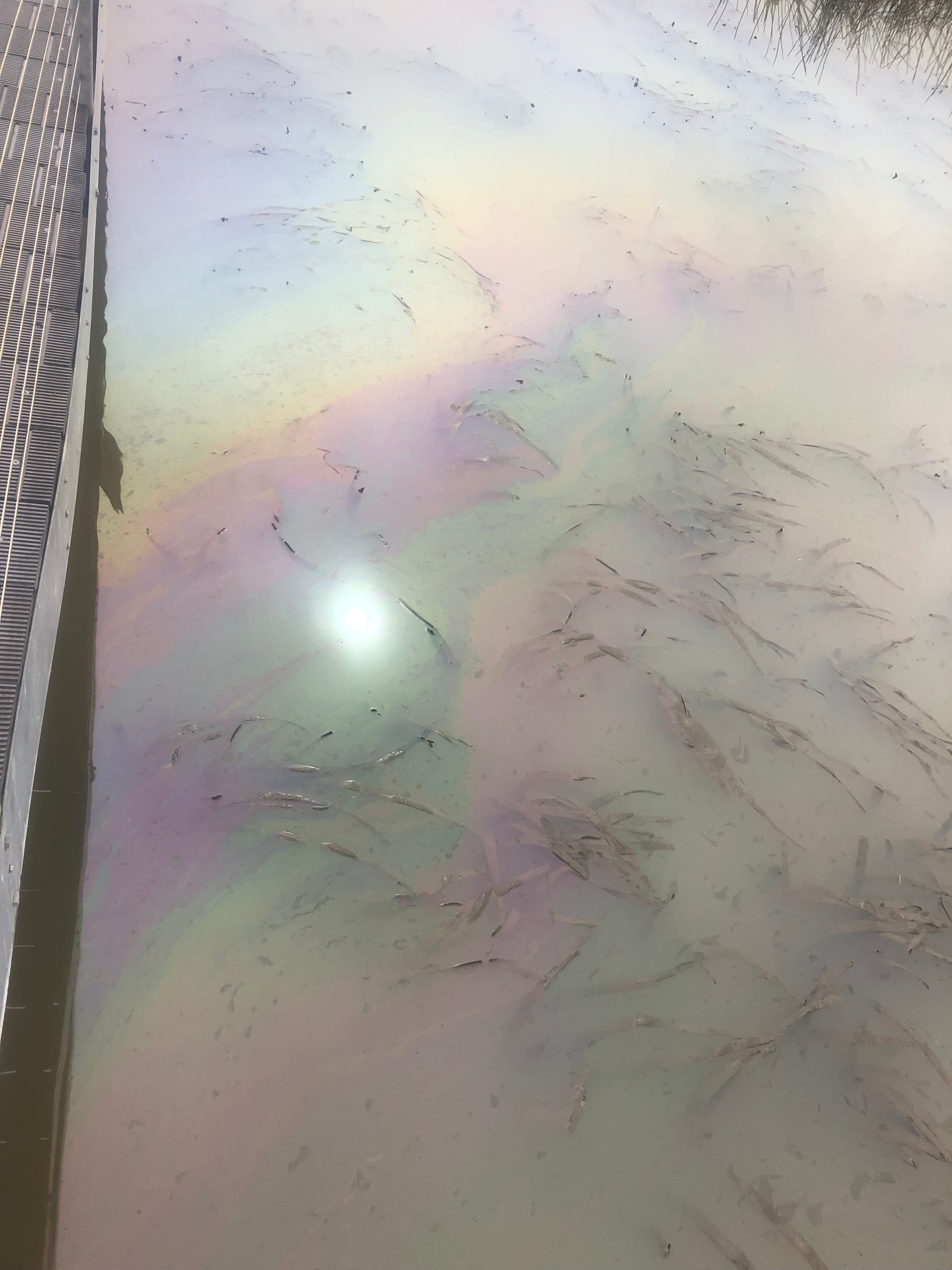 Mysterious oil slick returns