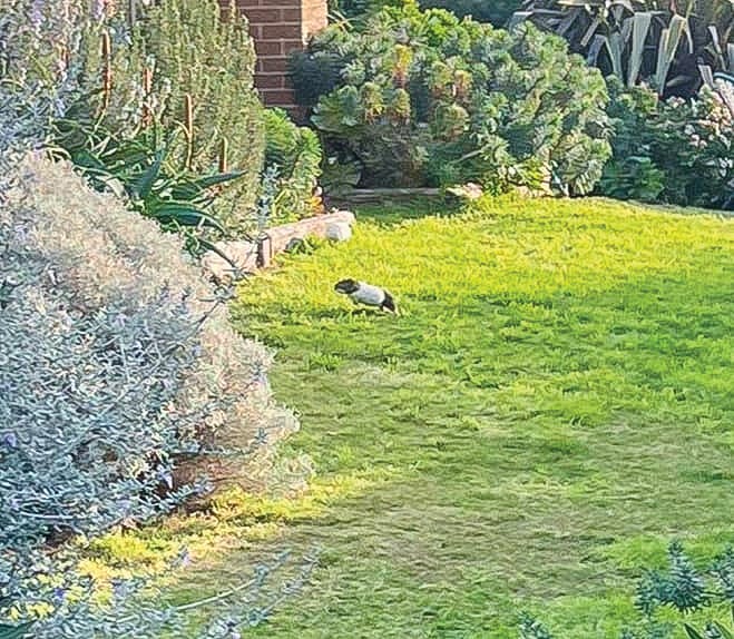 Guinea pigs on the run