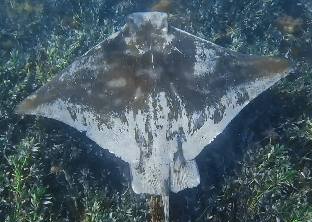 A Marine Mili series: The oceans graceful gliders