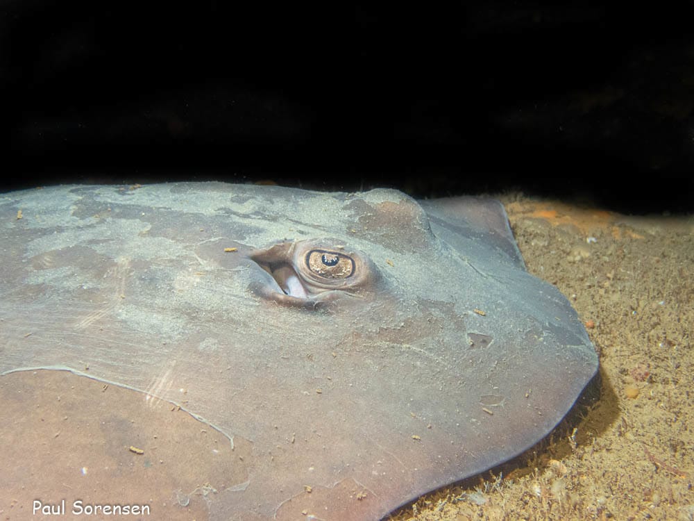 A Marine Mili Series: A local stingaree species