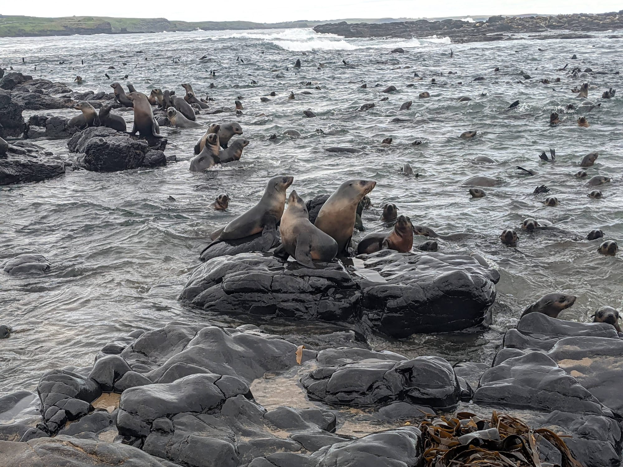 Start spotting - SealSpotter challenge starts