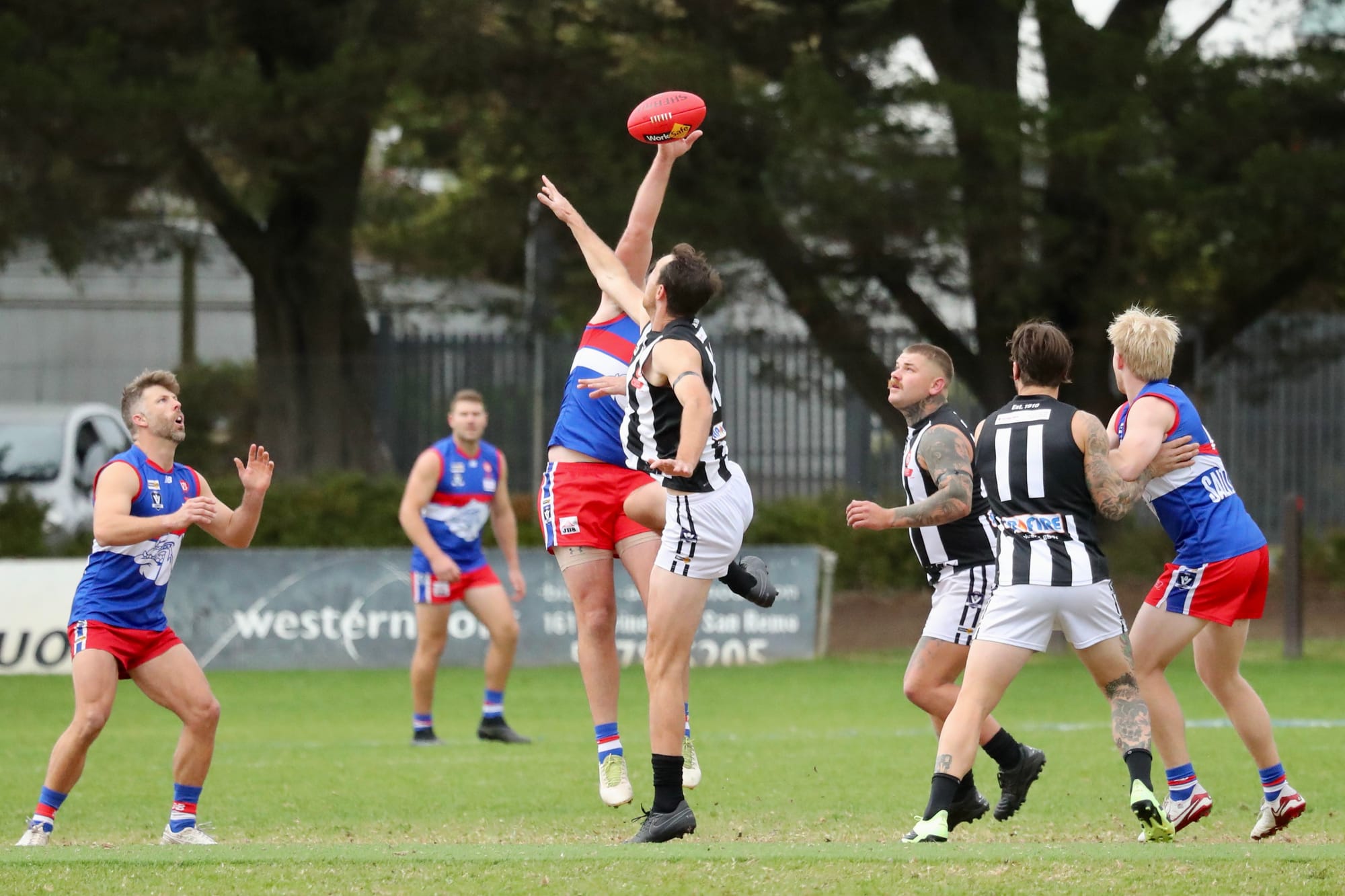 Seniors dominate against Dalyston