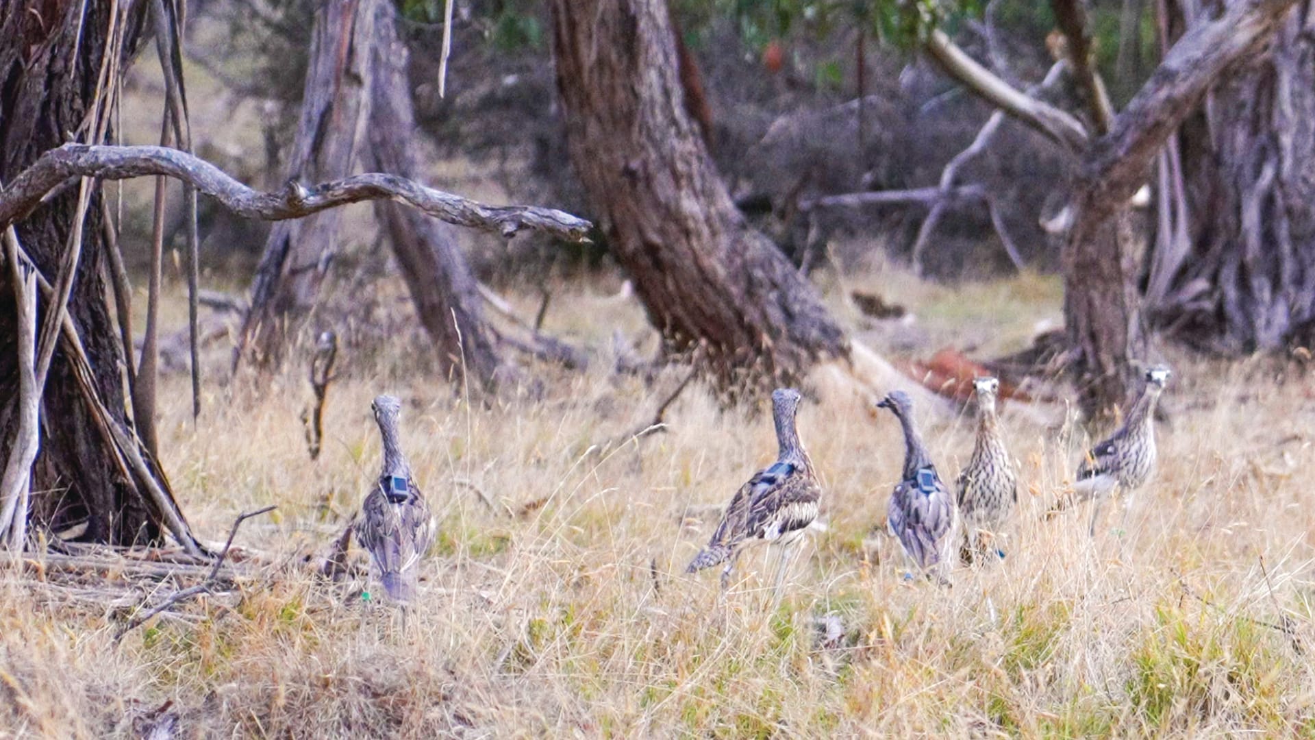 Bush stone-curlews make island home