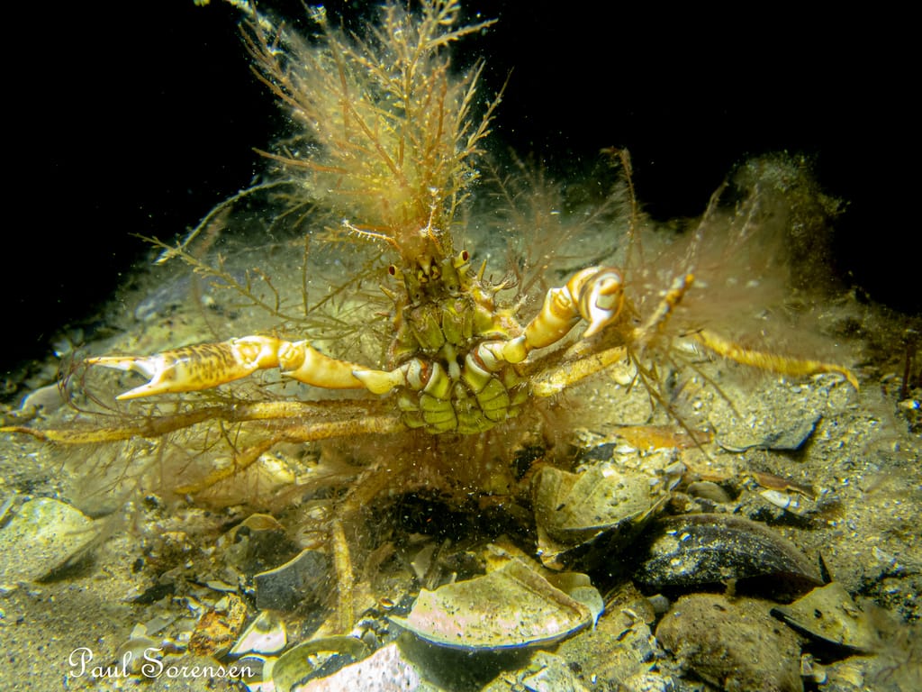 A Marine Mili series: The Crafty Camouflage of Decorator Crabs