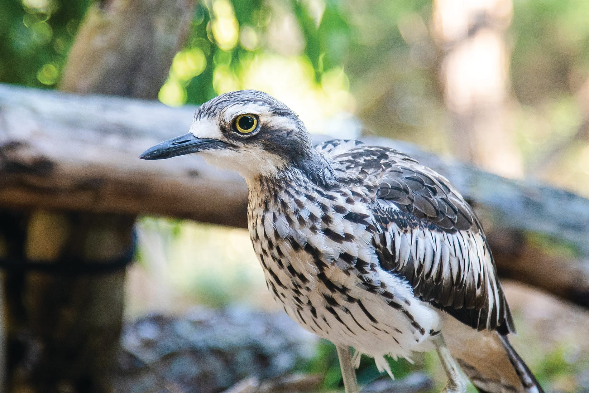 Birds with backpacks