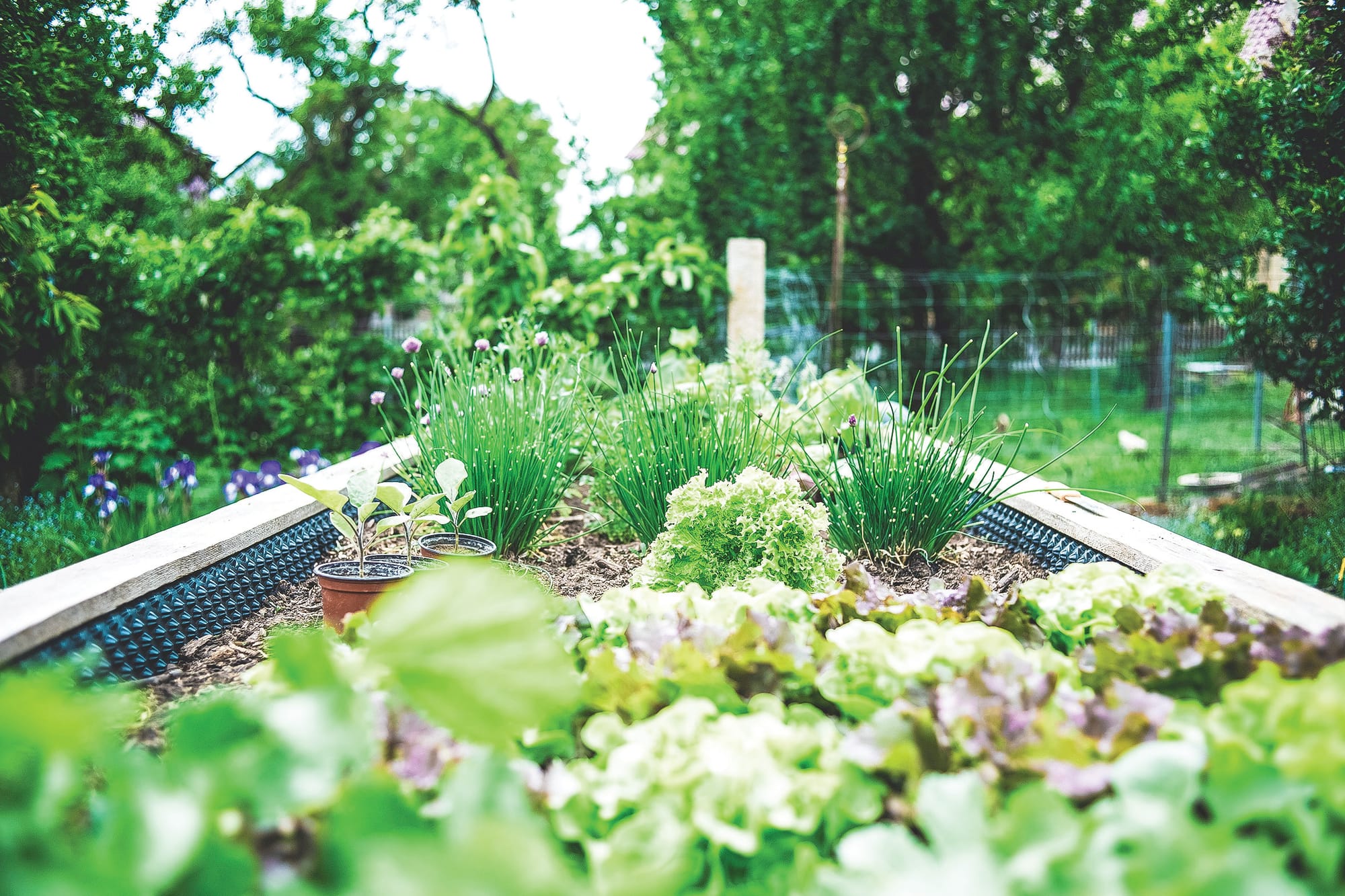 From soil to plate: Garden Gems workshops