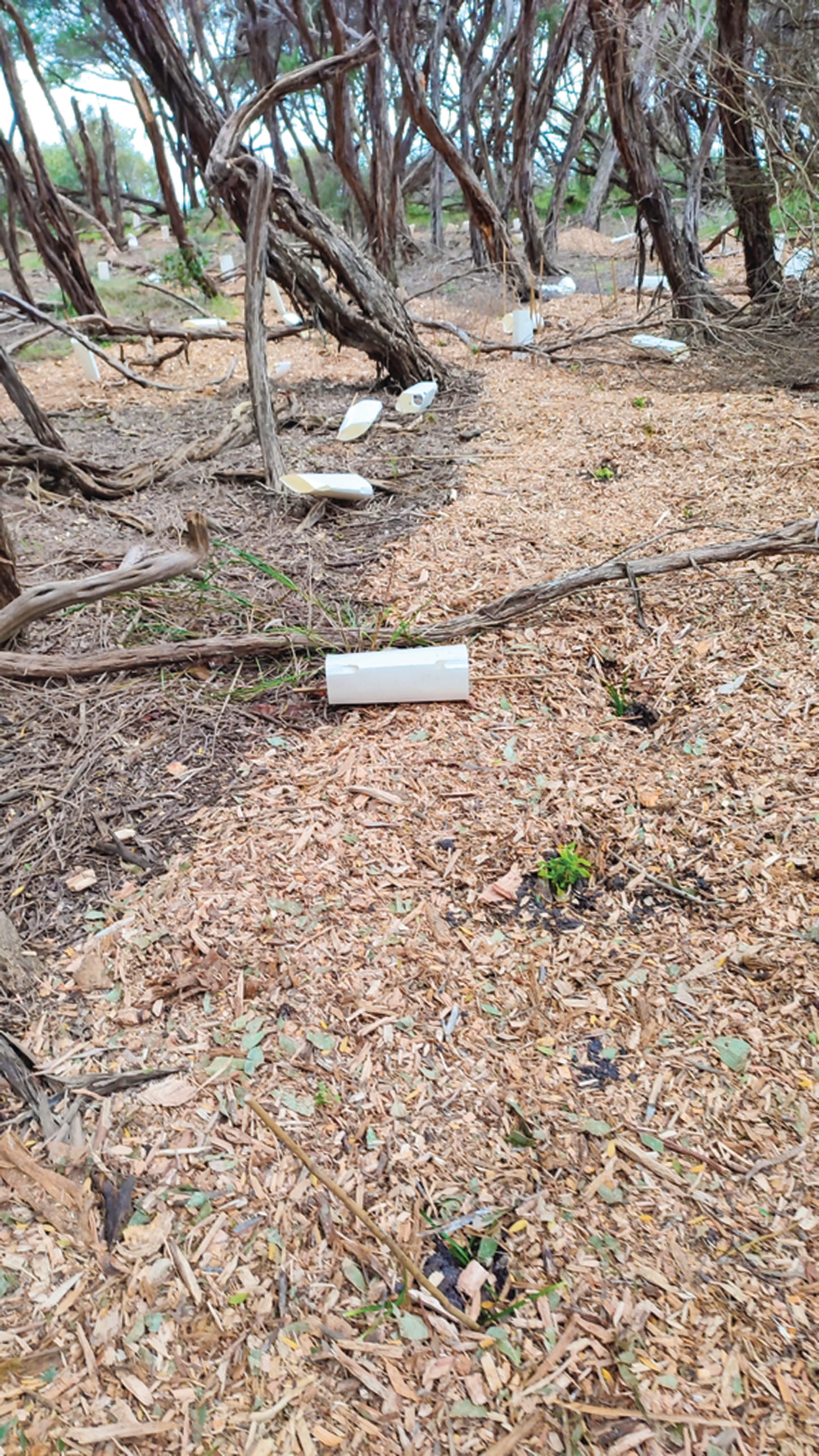 Vexed Cape track damaged