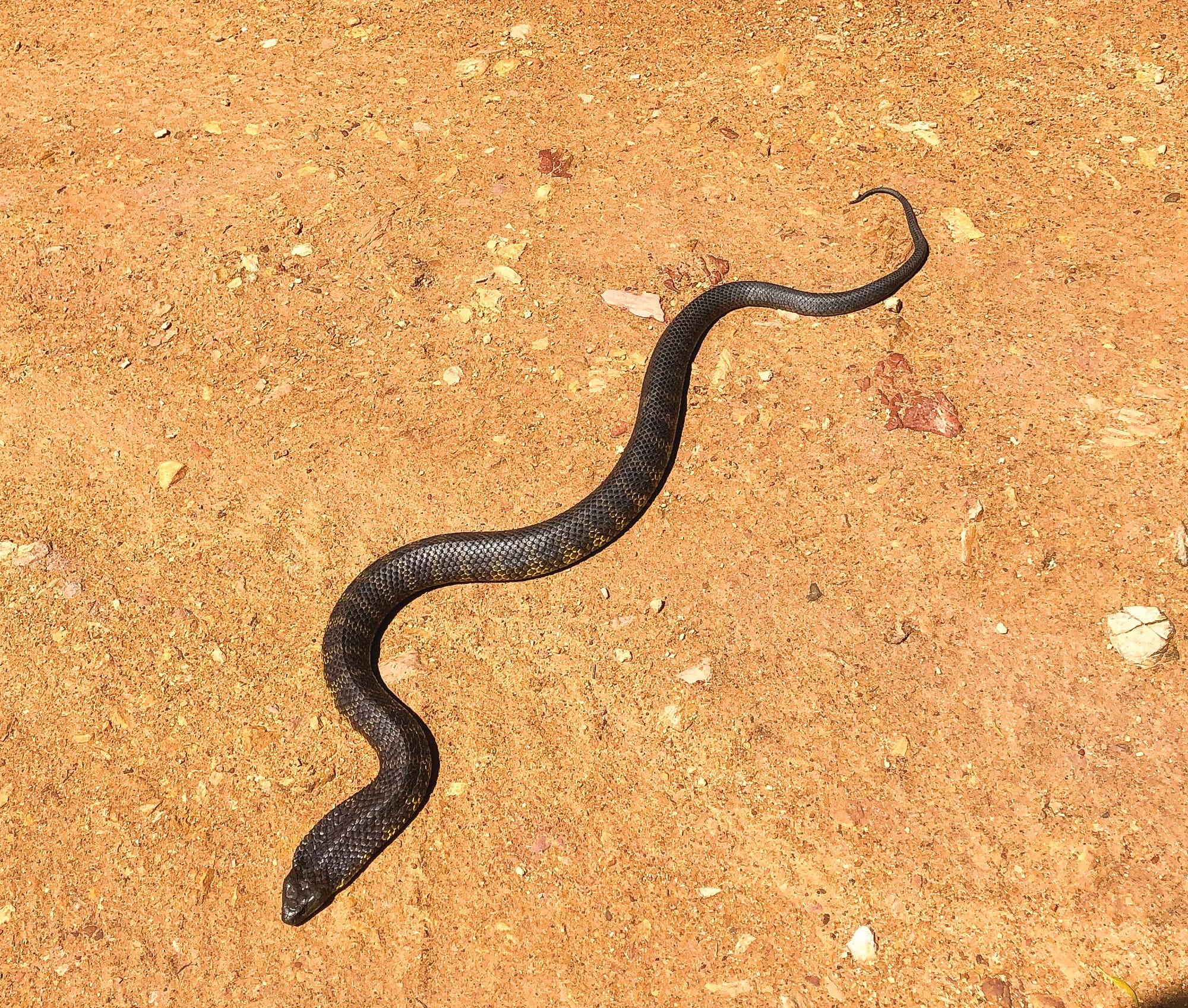 Snakes out and about as the weather warms up