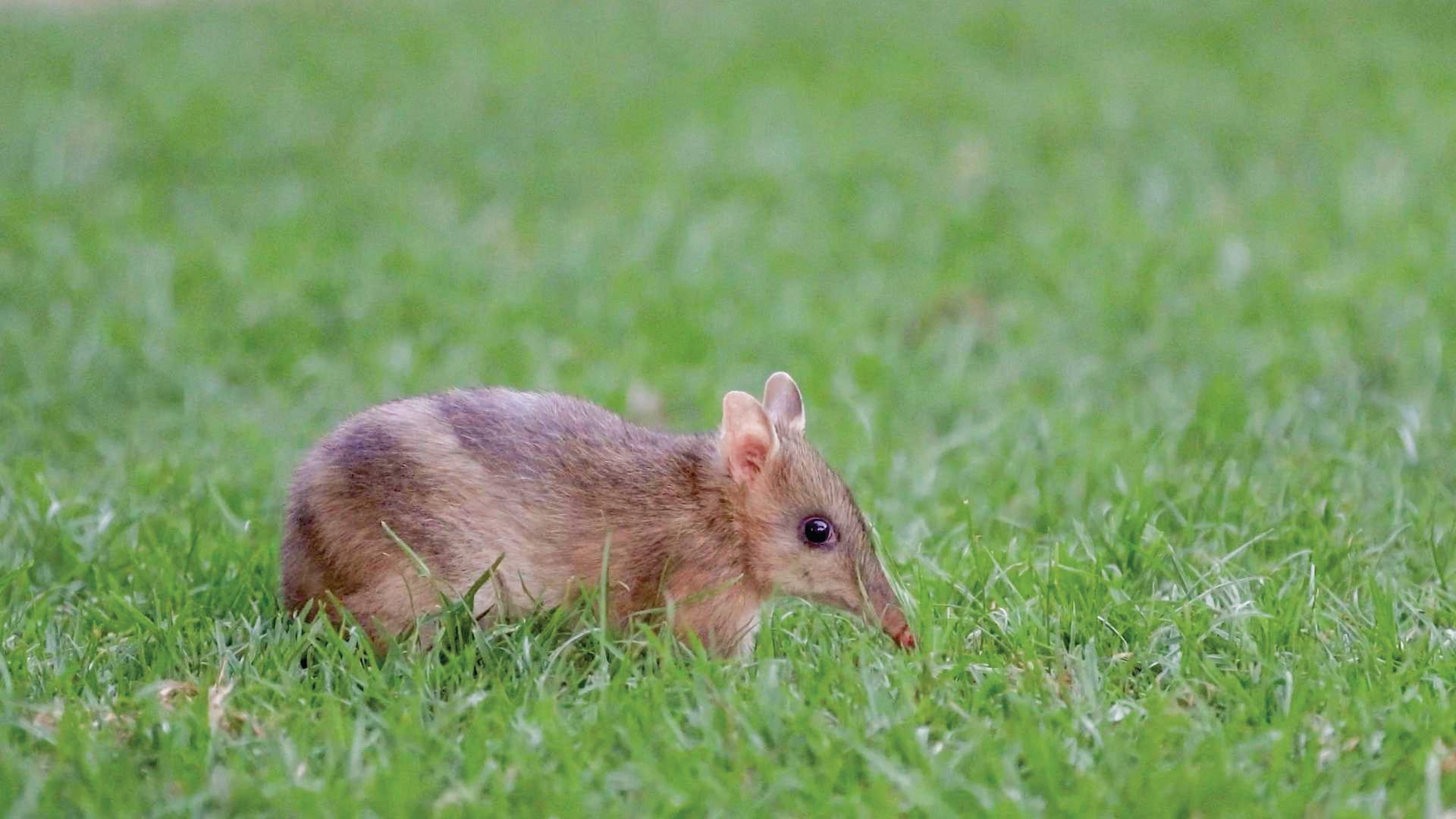 Rewilding the island - a community celebration