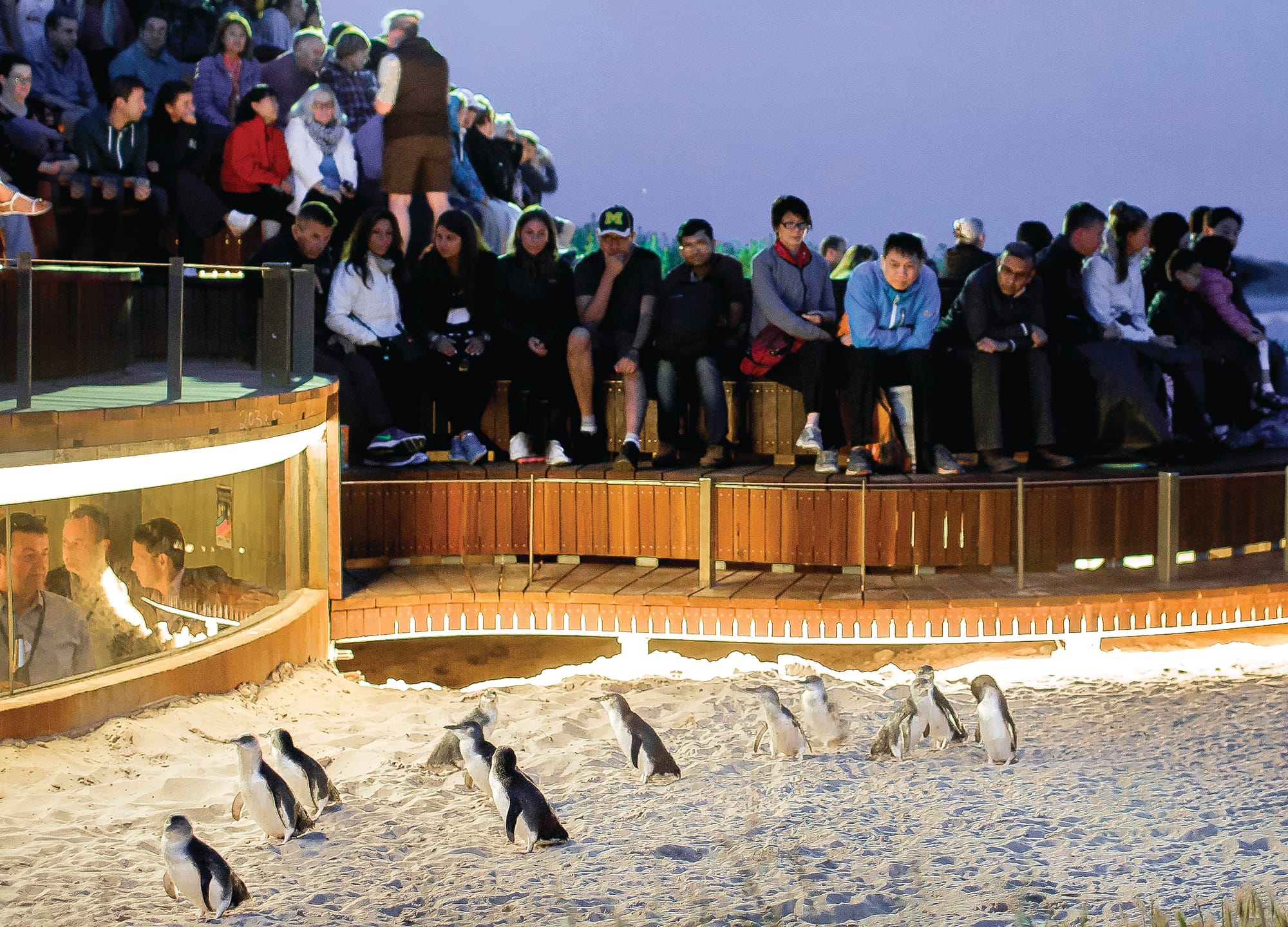 Chinese regain top spot at Penguin Parade