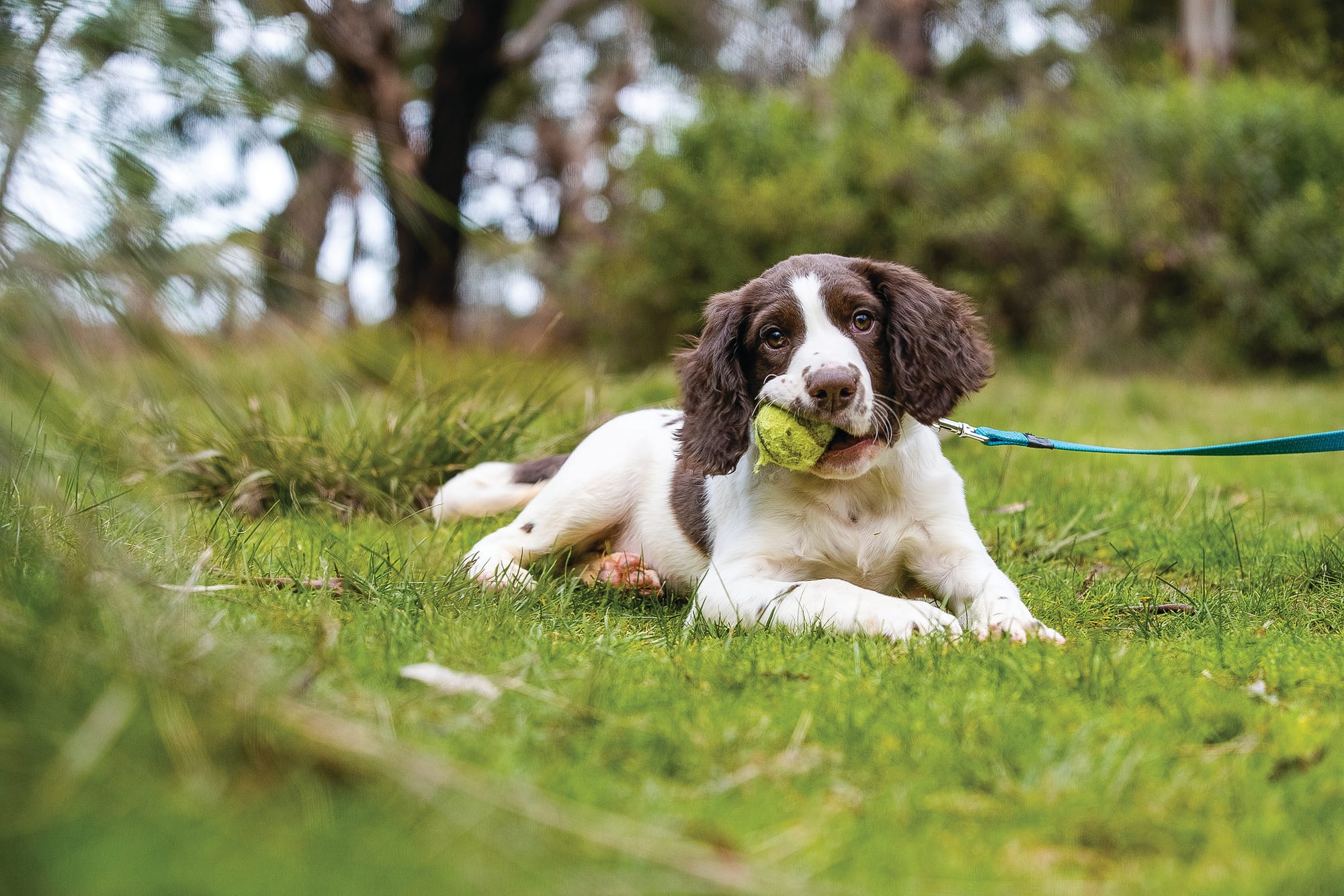 Puppies training to keep Phillip Island fox-free