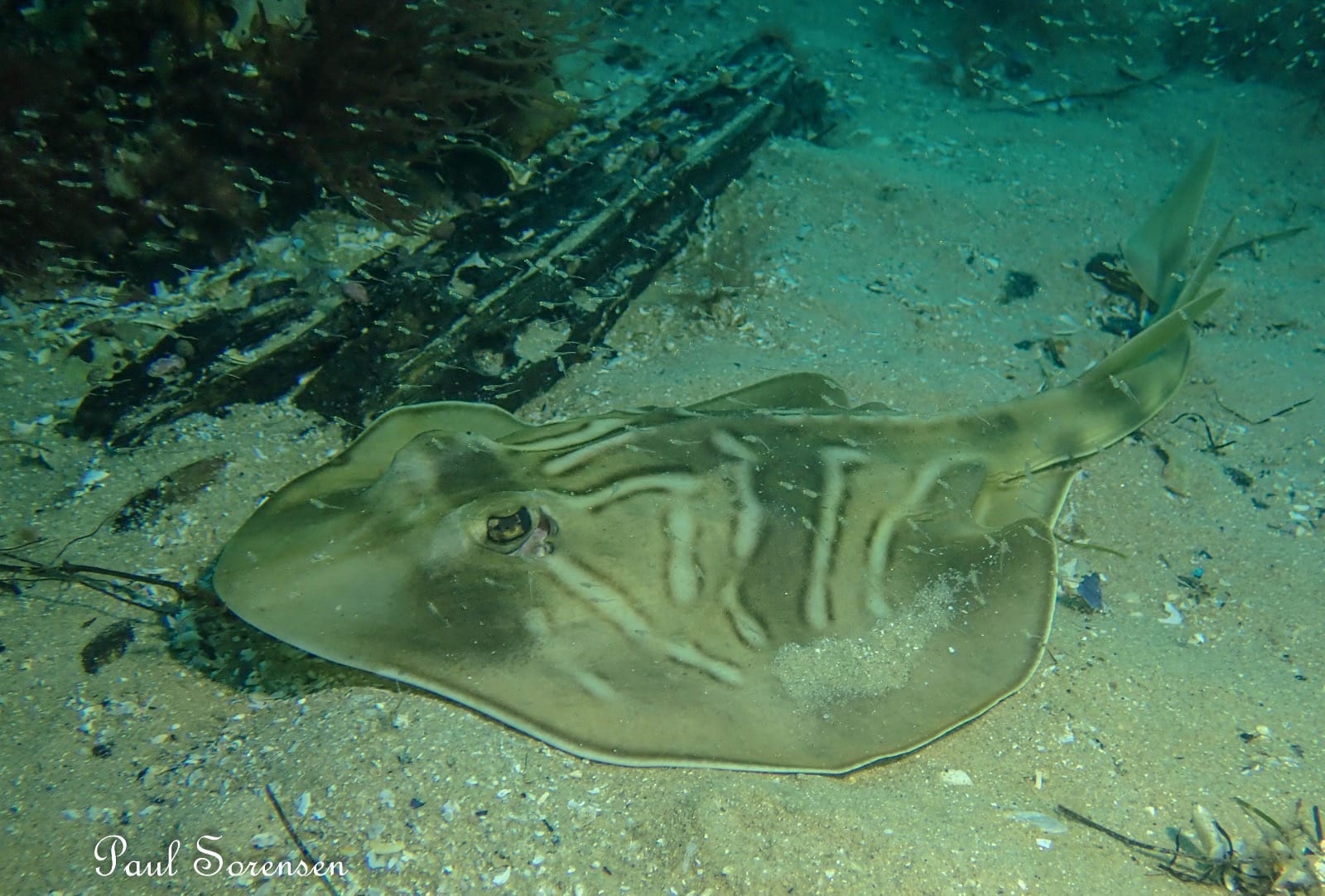 A Marine Mili series: A ray without the ability to sting…