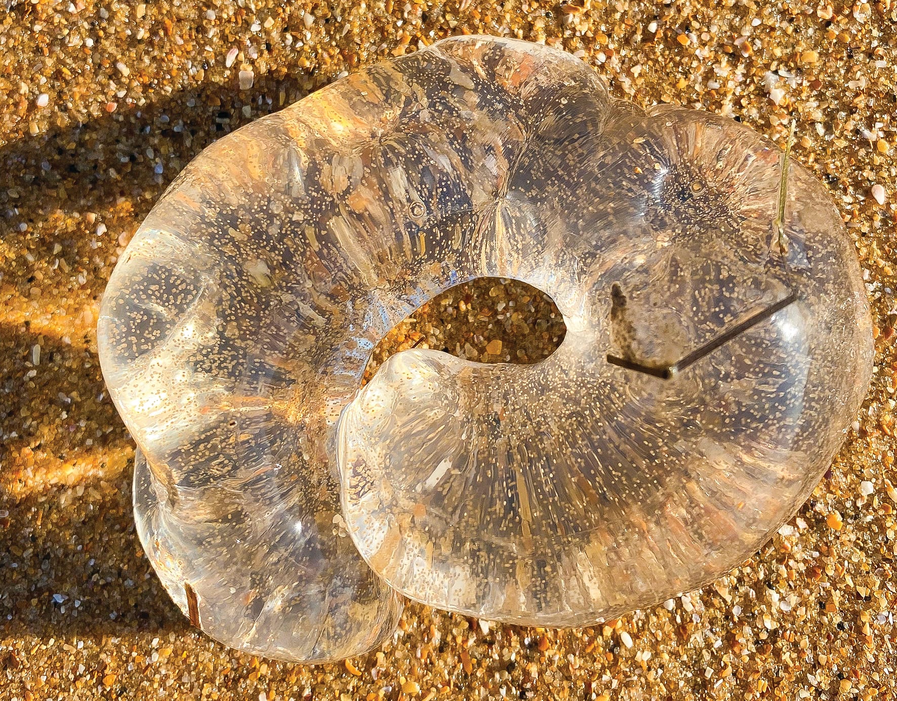 Jelly babies on island beaches
