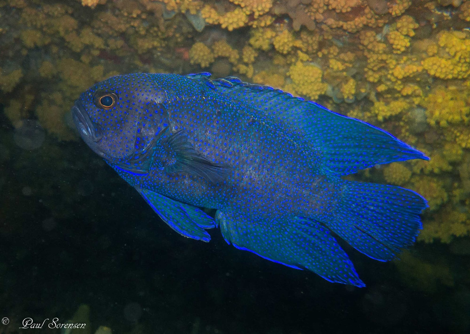 The vibrant life of the Southern Blue Devil Fish