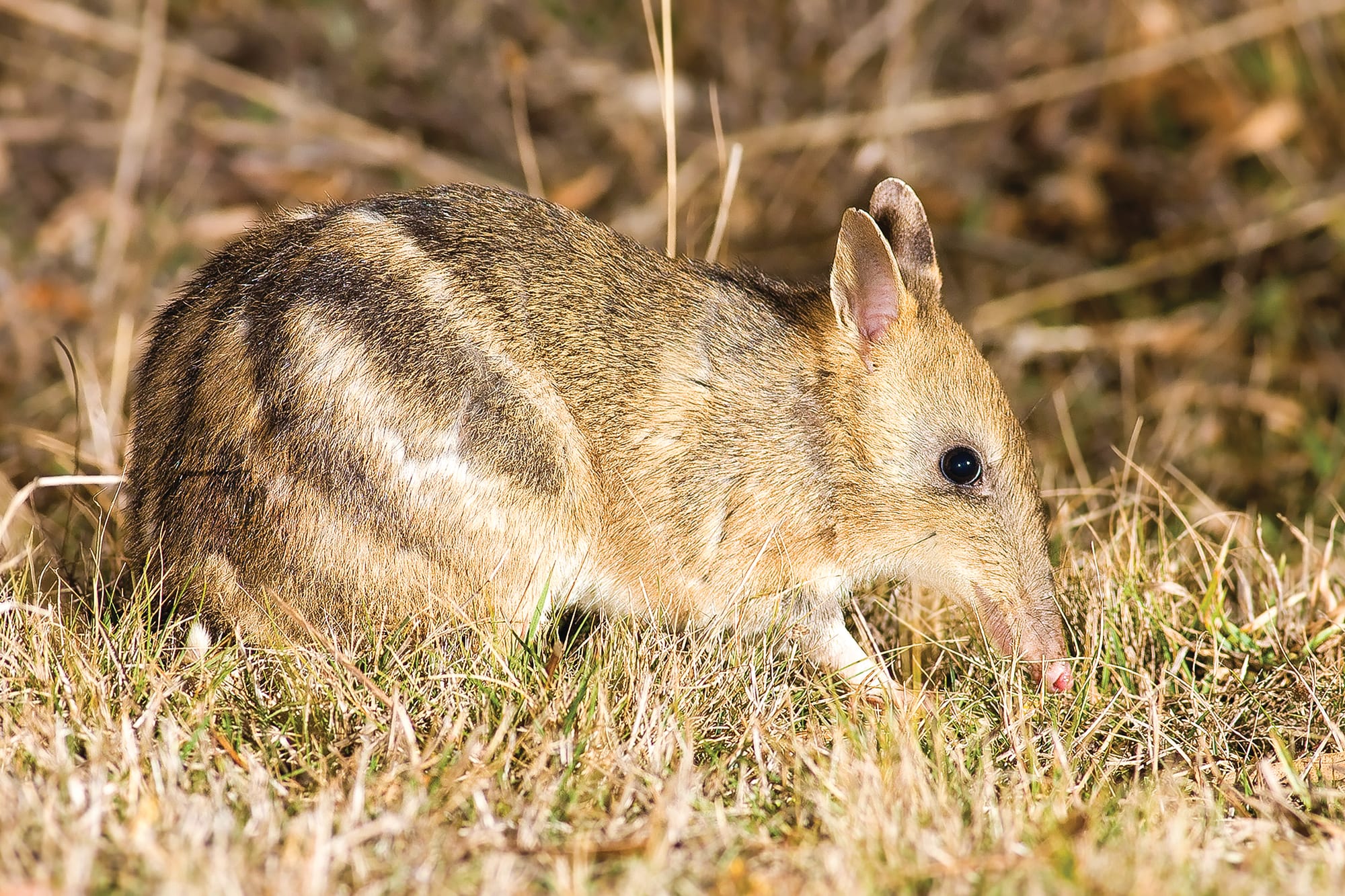 Bandicoots thriving: report