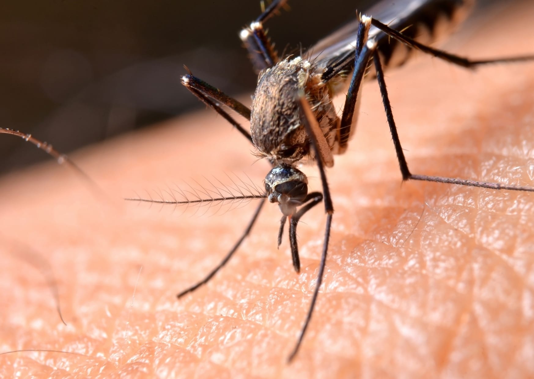Ross River virus at Surf Beach