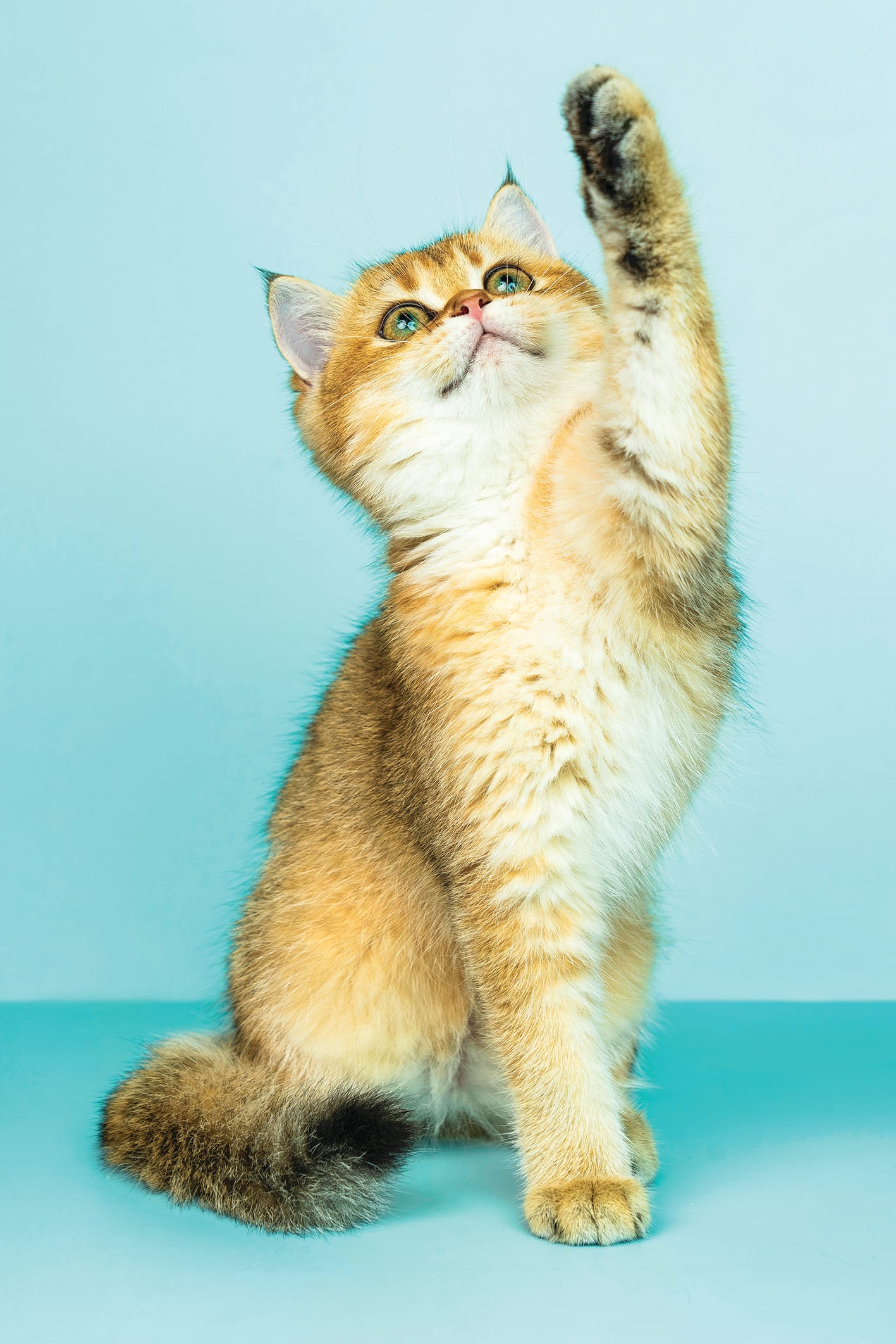 Cats to be locked-up, no details on off-leash dog areas