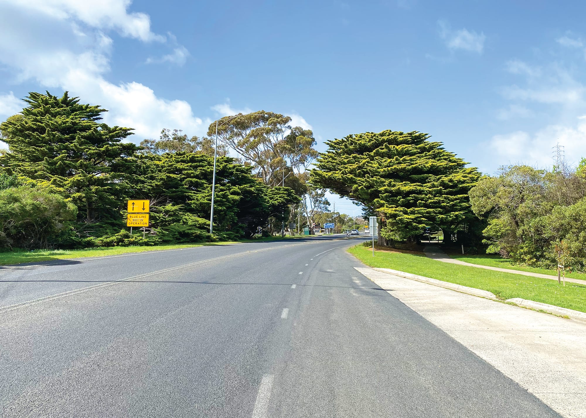 Newhaven’s golden cypresses must be saved