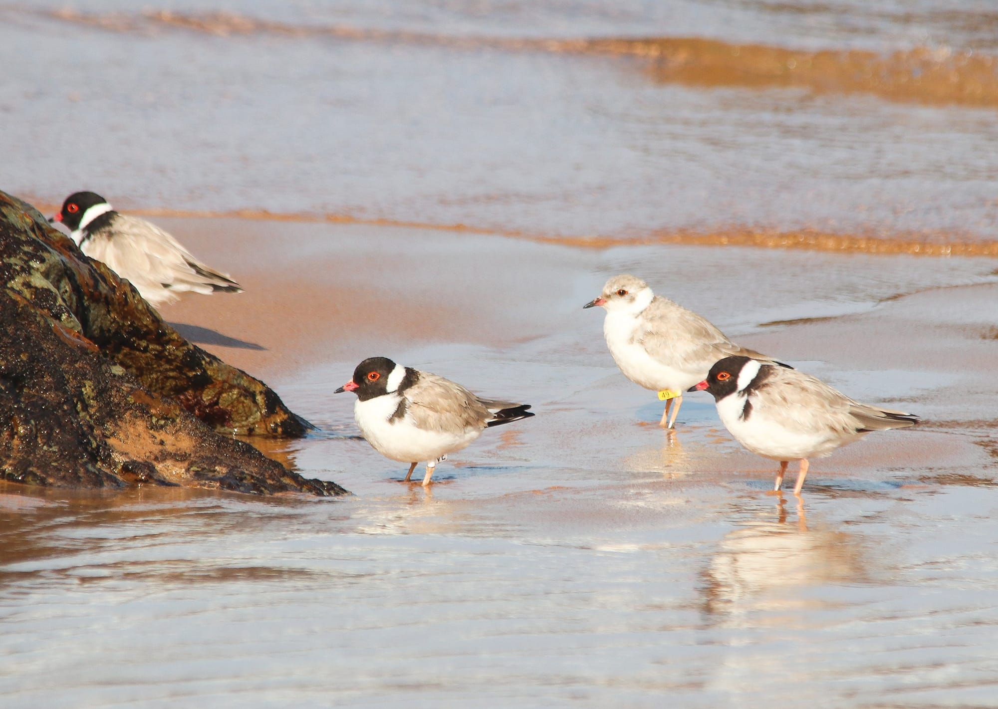 Hooded plovers need our care