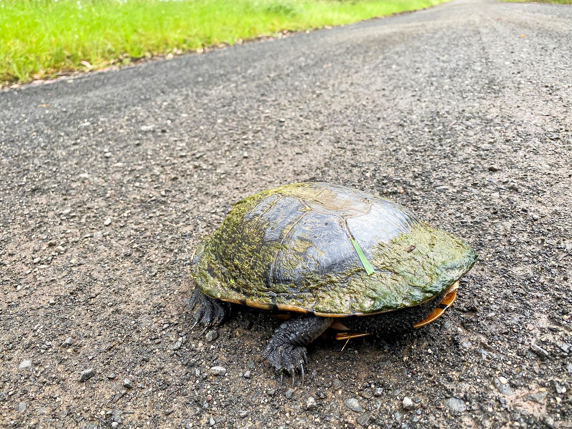 Roadkill risks on the rise