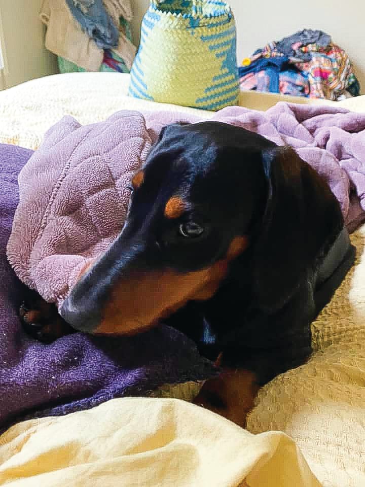 Illegal fireworks cause grief for dog owners