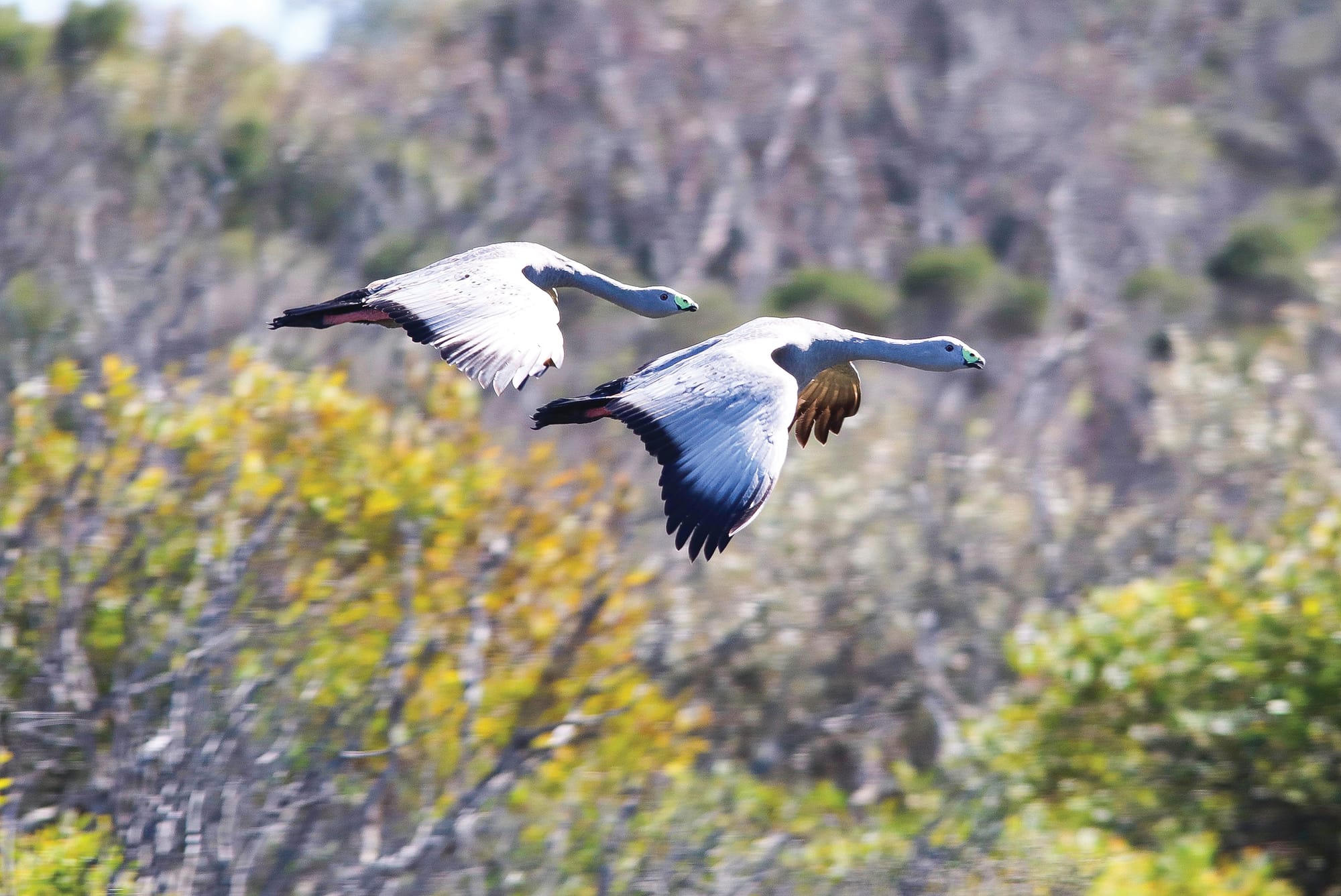 Volunteer bird count to mark 50 years