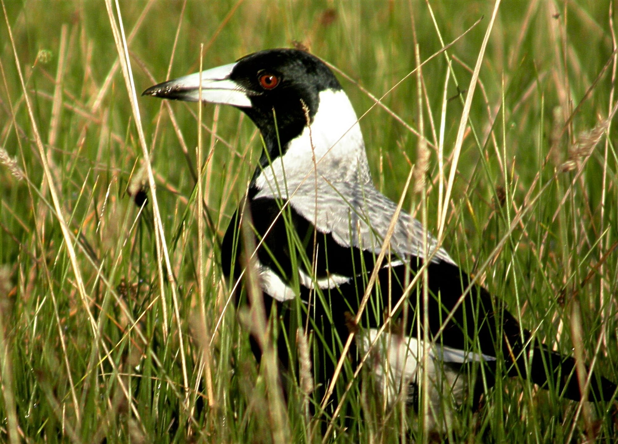 Swooping season takes flight