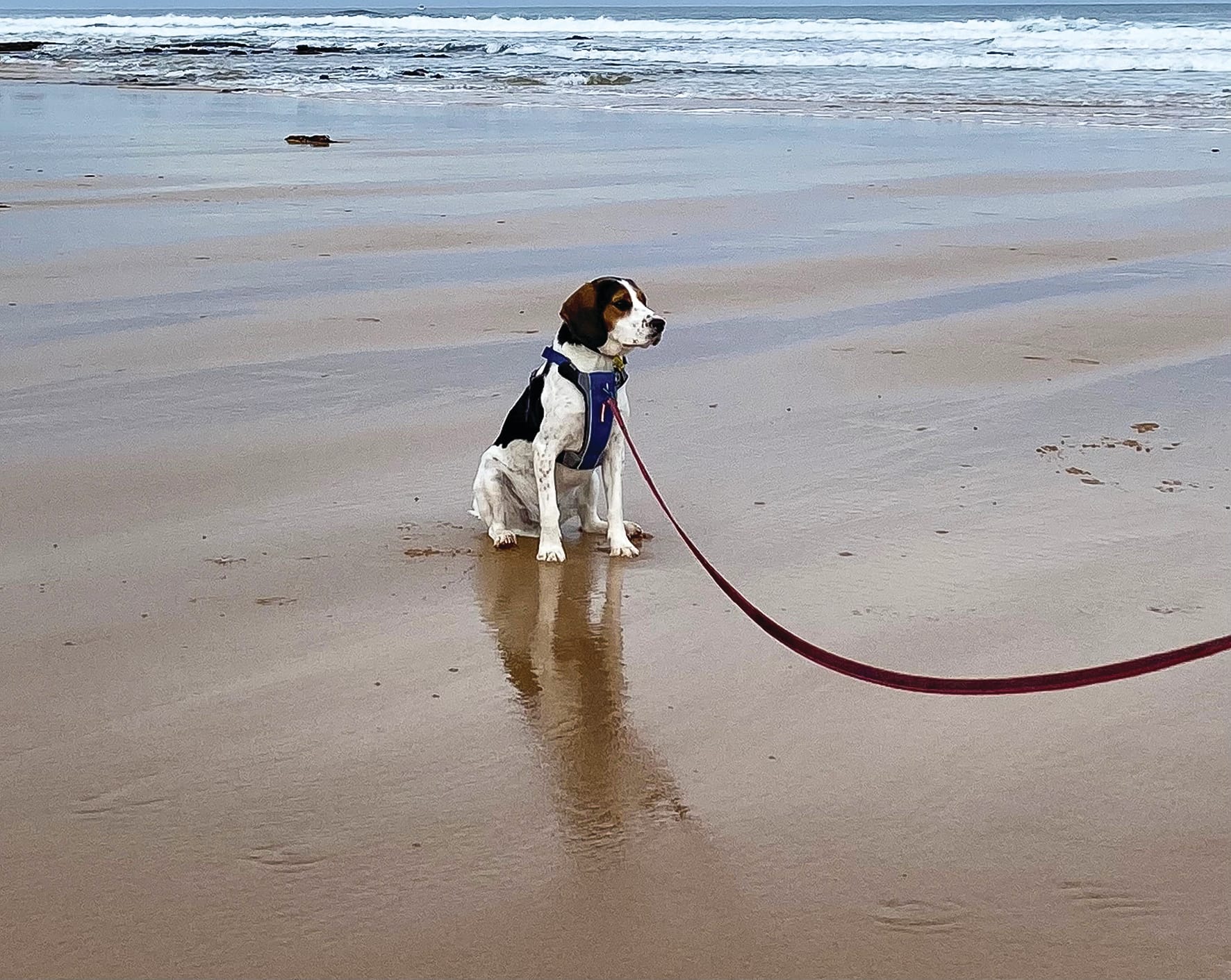 Dog owner education is key says shire