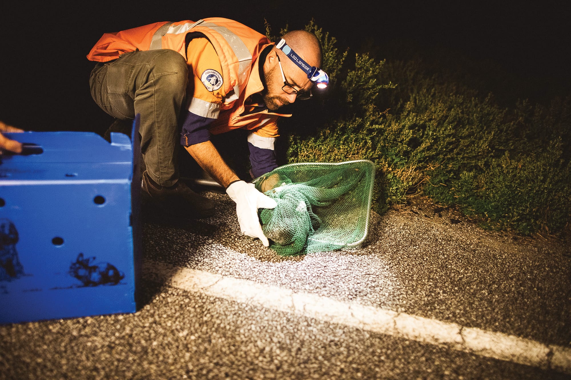 Switch off for shearwater chicks