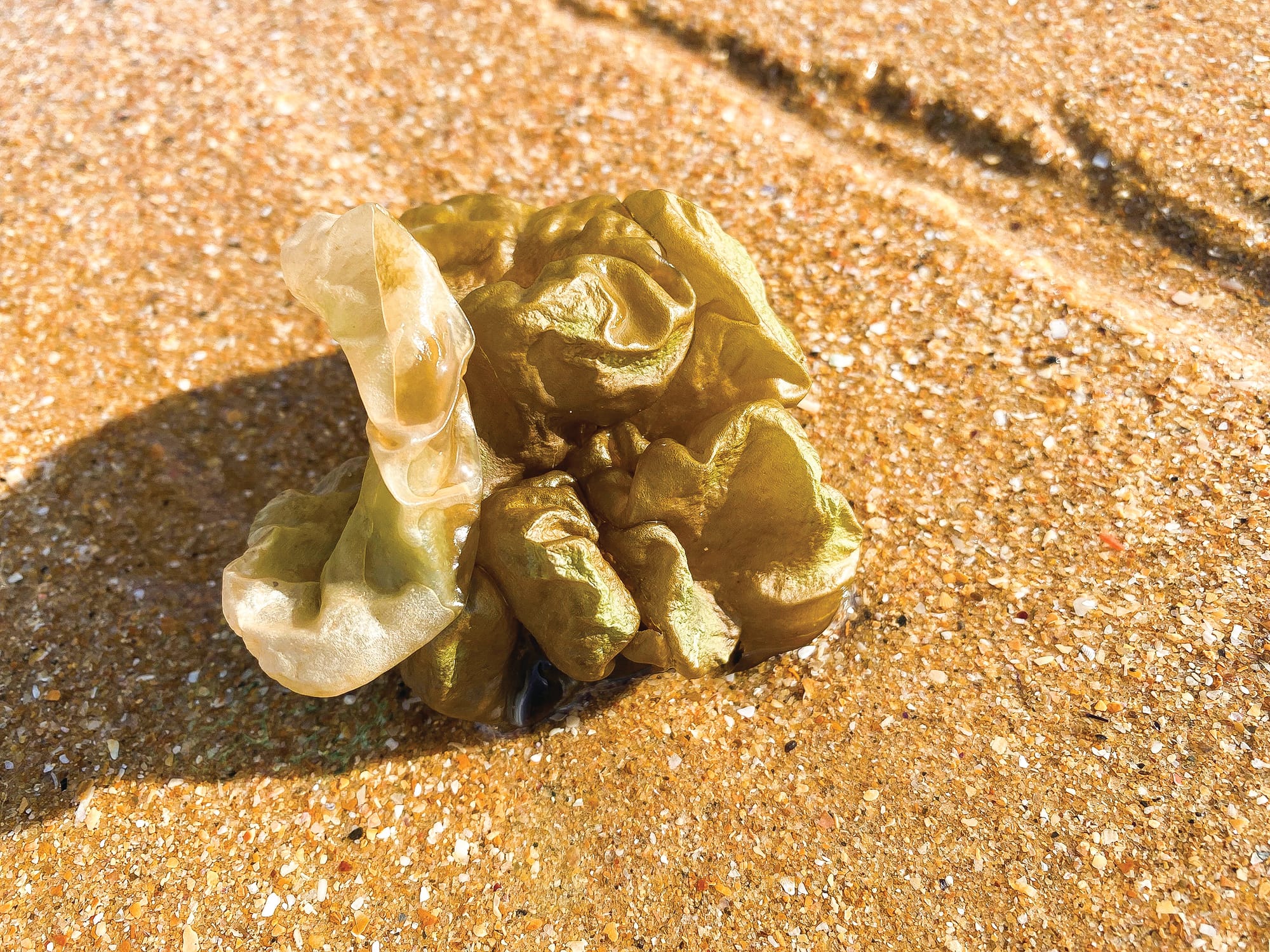 Do you know what this is?