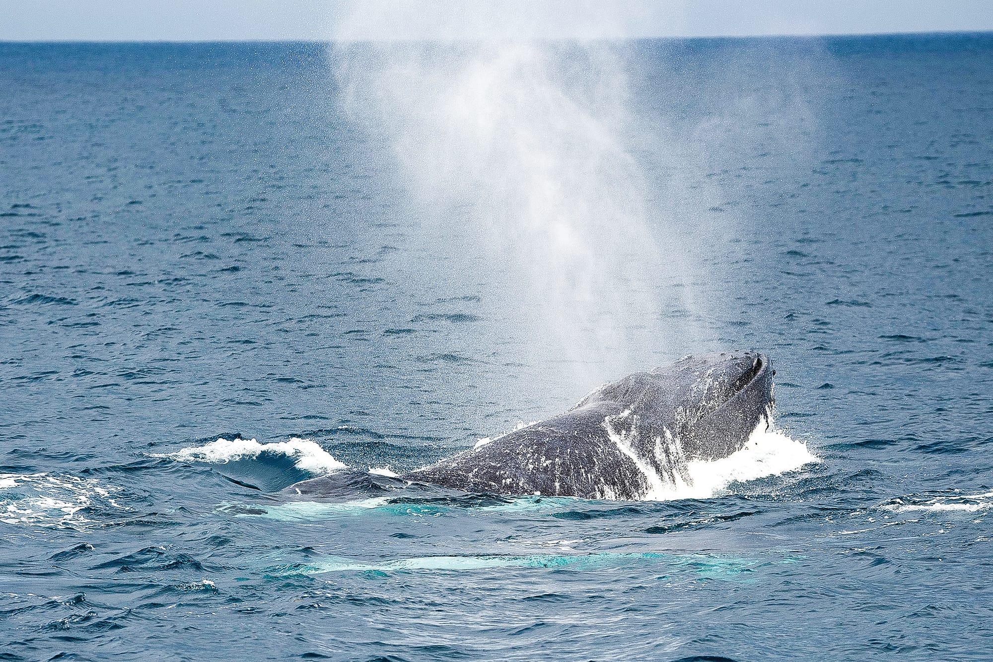 Blessing for the whales