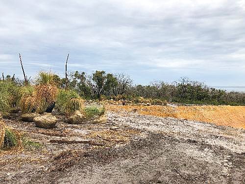 Grass tree dilemma: are we a quarry or a tourist destination?