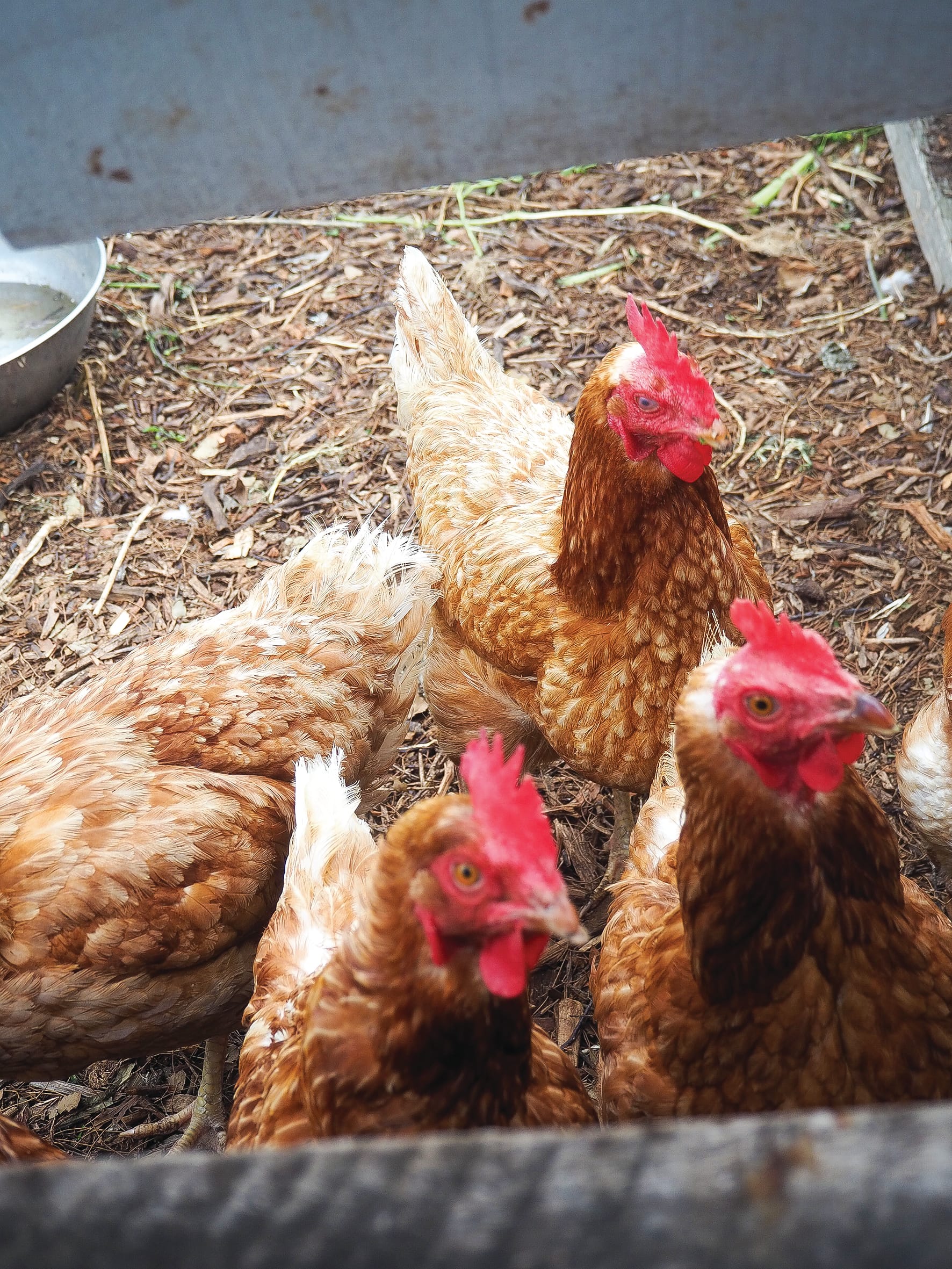 Local edible gardens returning in 2024