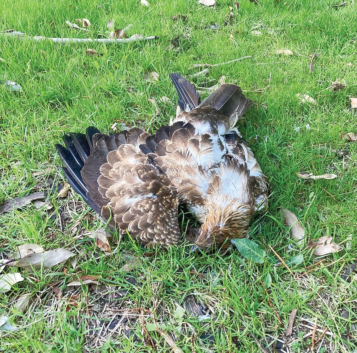 Warning on using rat poison