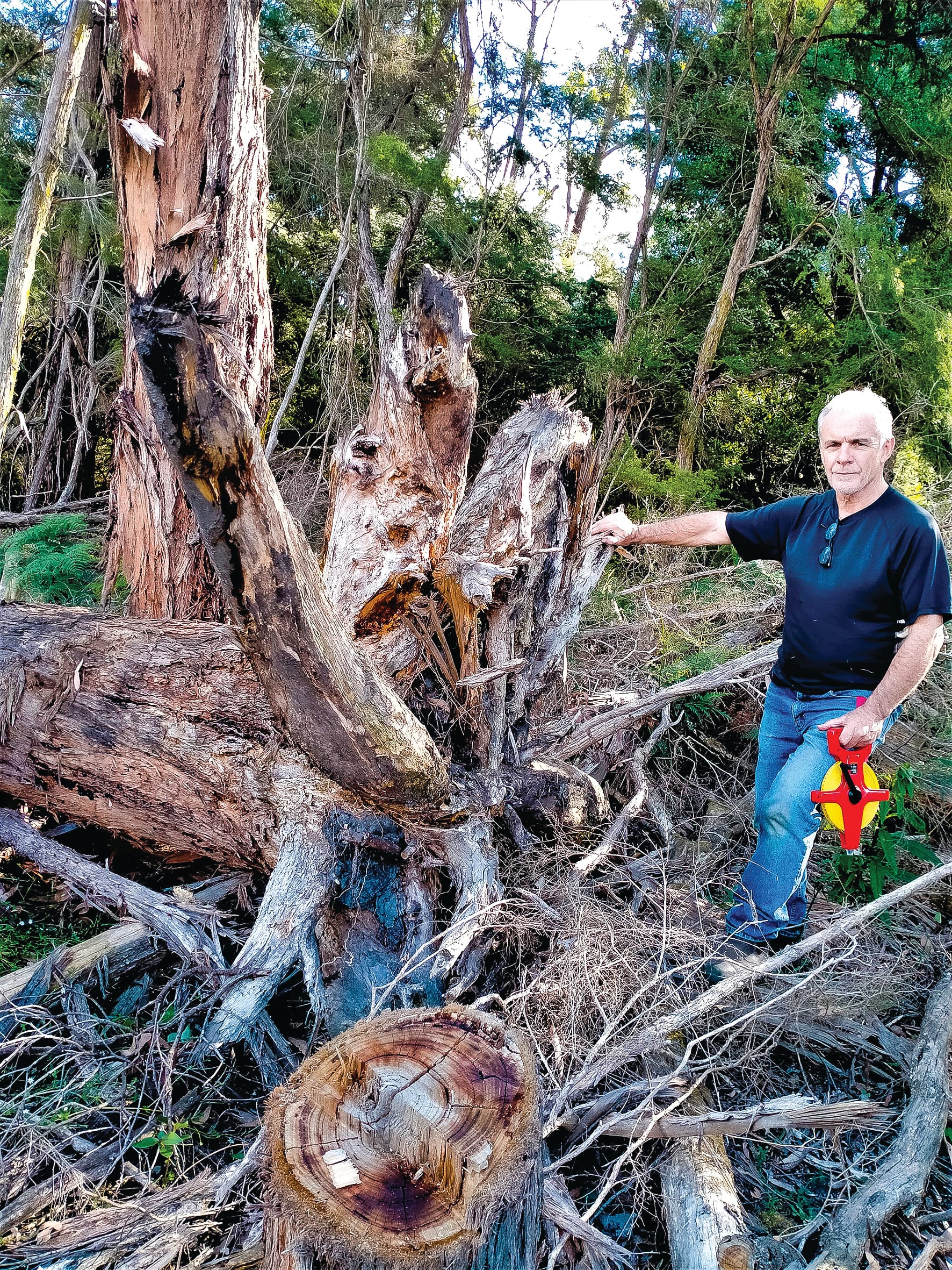 Investigation into sandmine tree removal