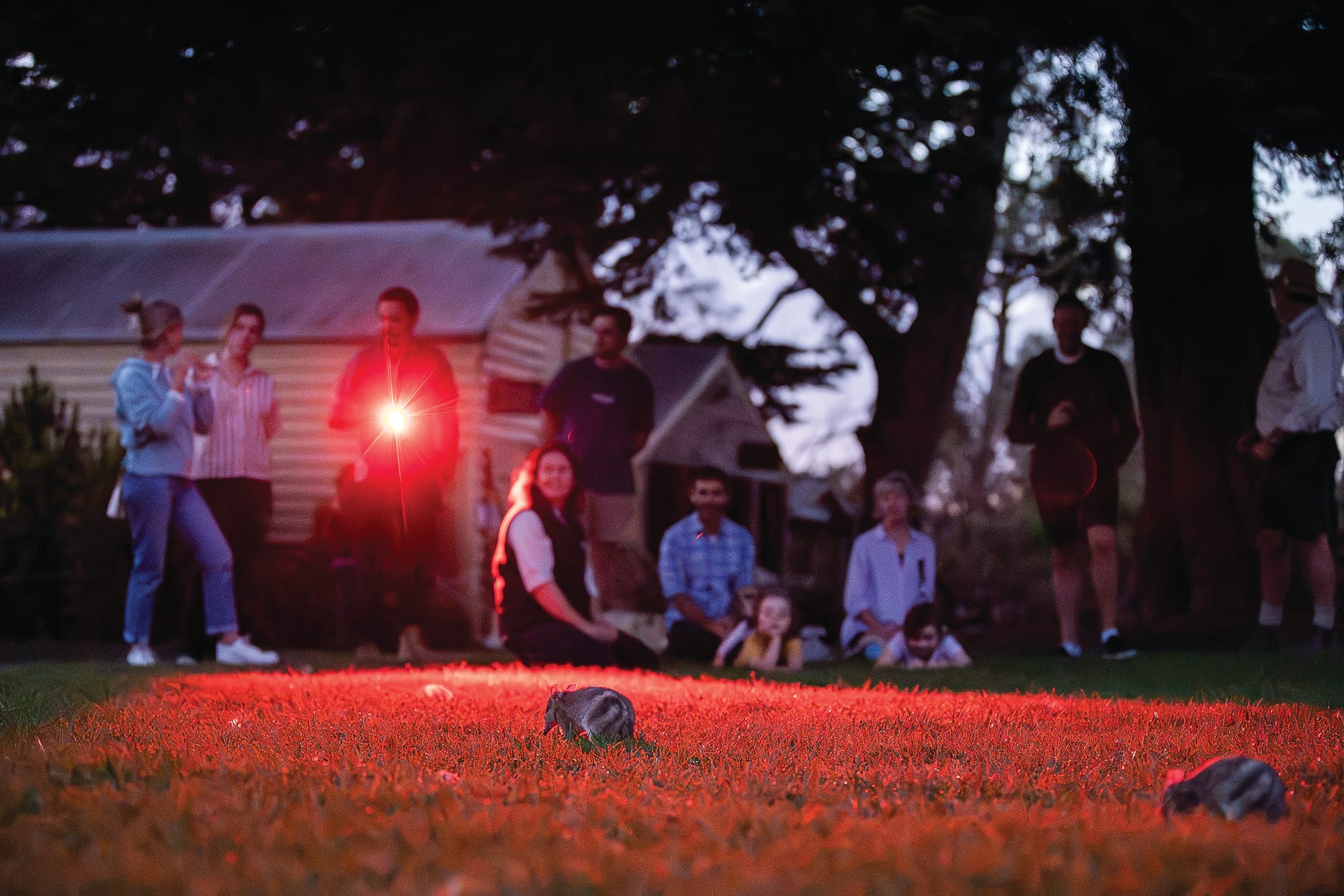 New bandicoot discovery tour