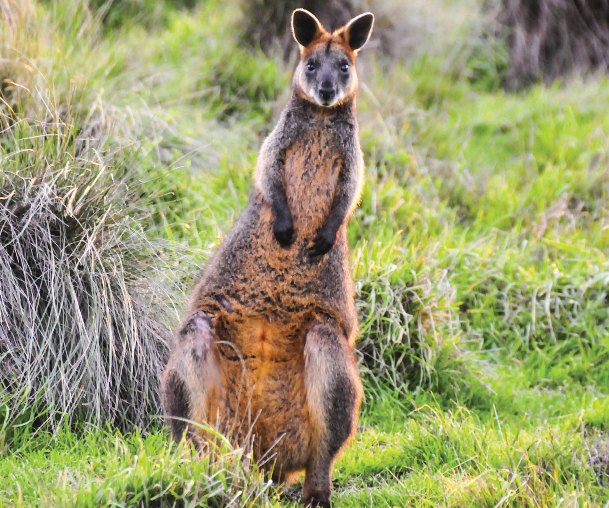 Wildlife: what do we know so far