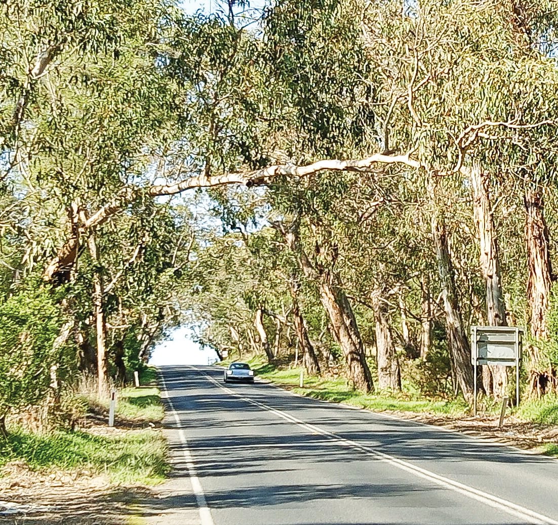 Tree branches are a hazard