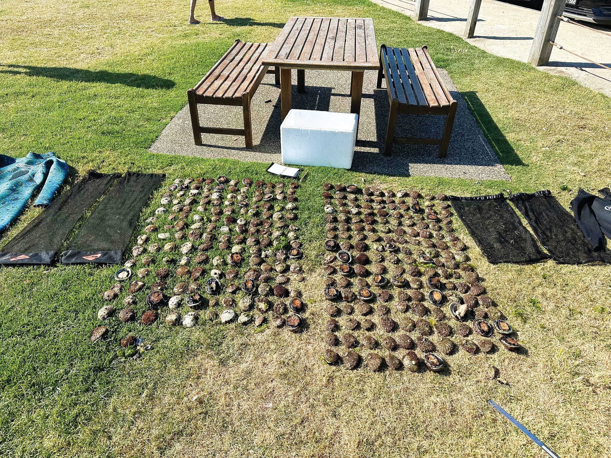 Illegal abalone haul on New Year’s Eve